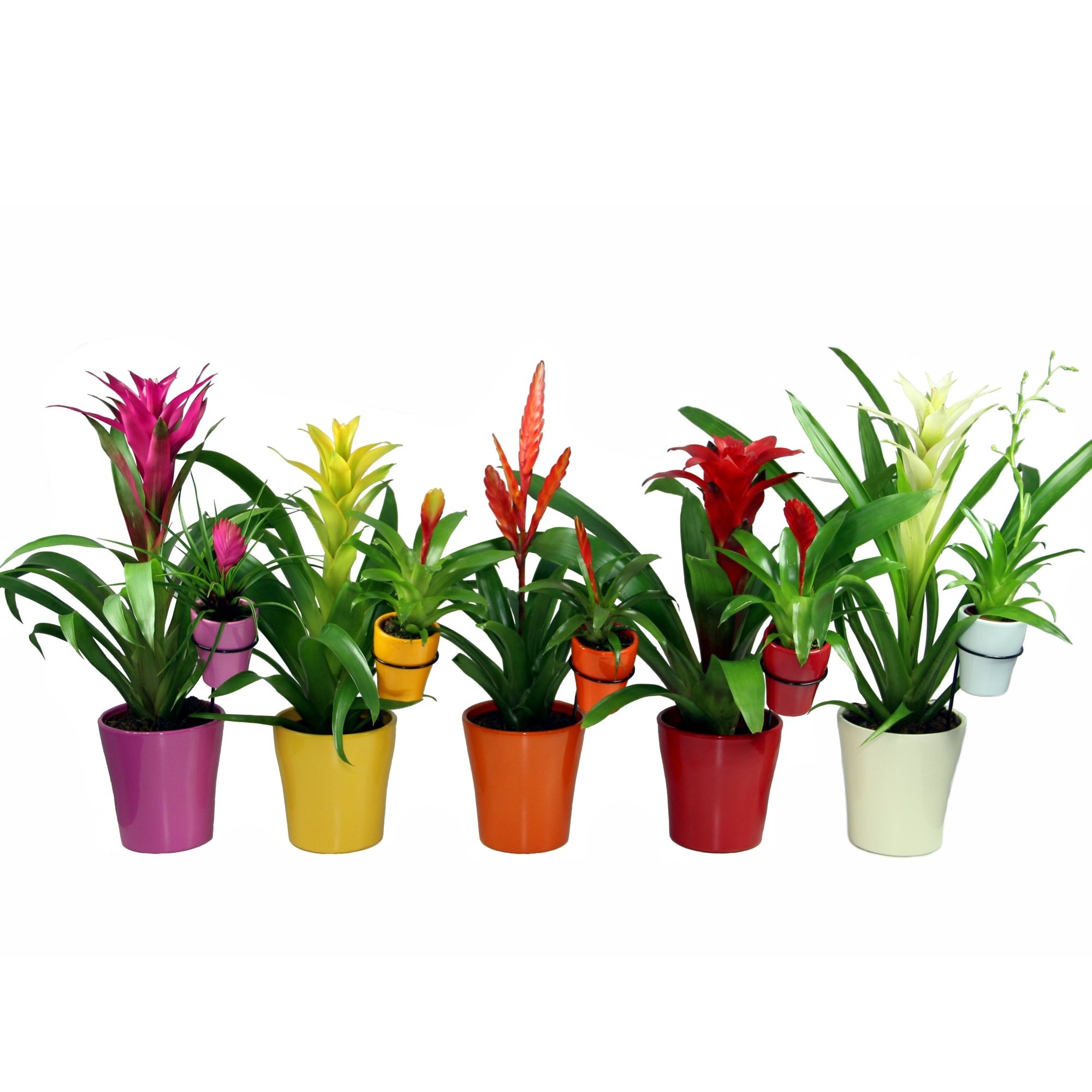 Moeder&kind Bromelia+Bromini, D 13 cm