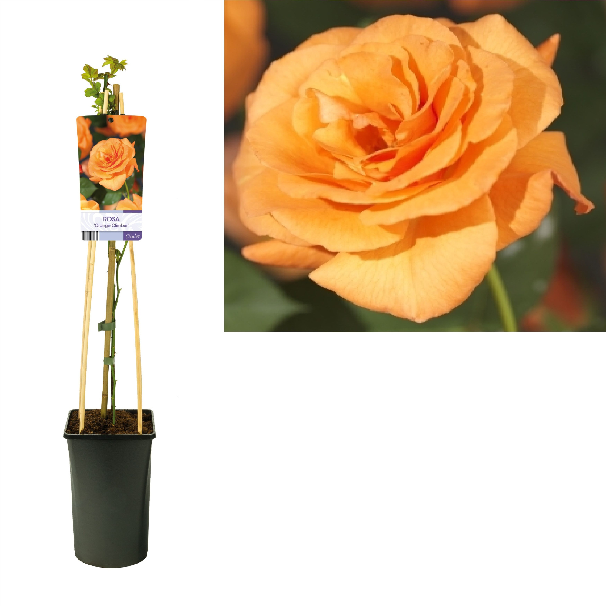 Rosa 'Orange Climber' +light label, D 17 cm