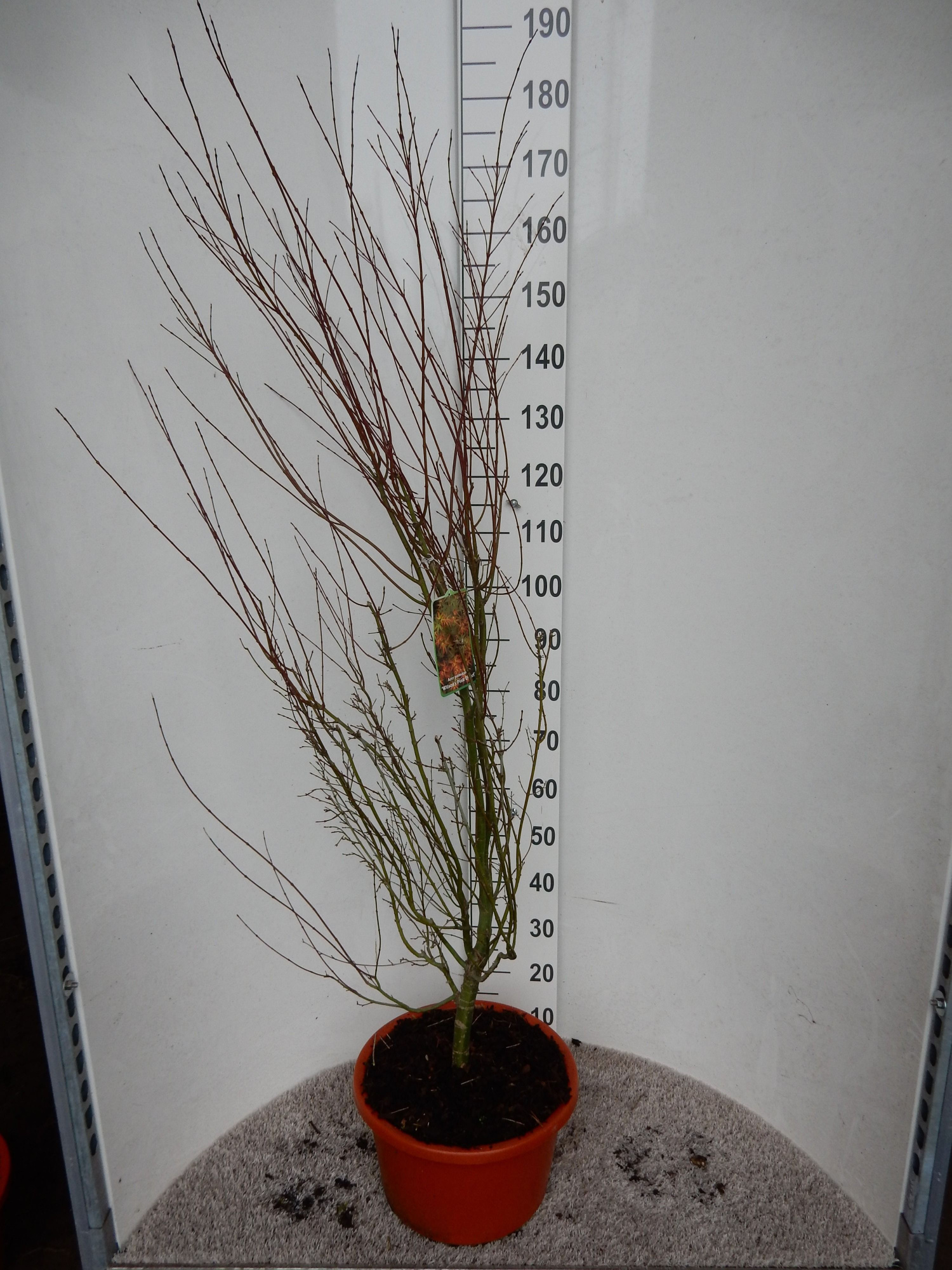 Acer palm. Wilson's Pink Dwarf 125-150 P32, D 32