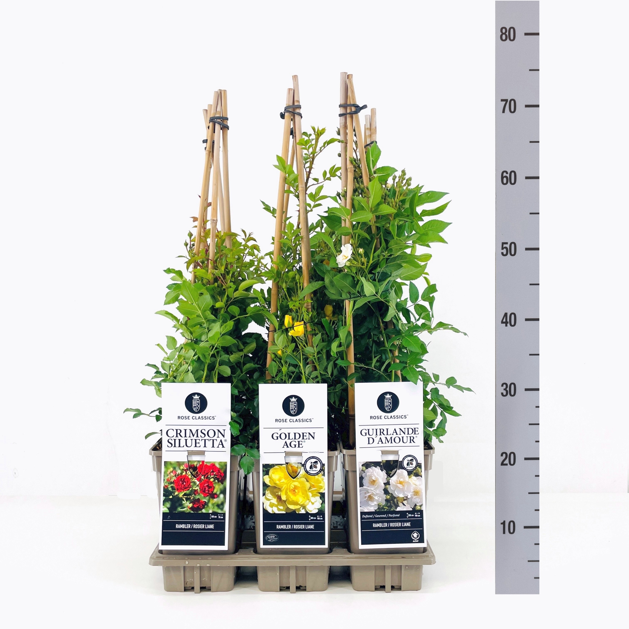 Rose Classics Ramblerroos mix, C3, 3 stok 75cm, D 17