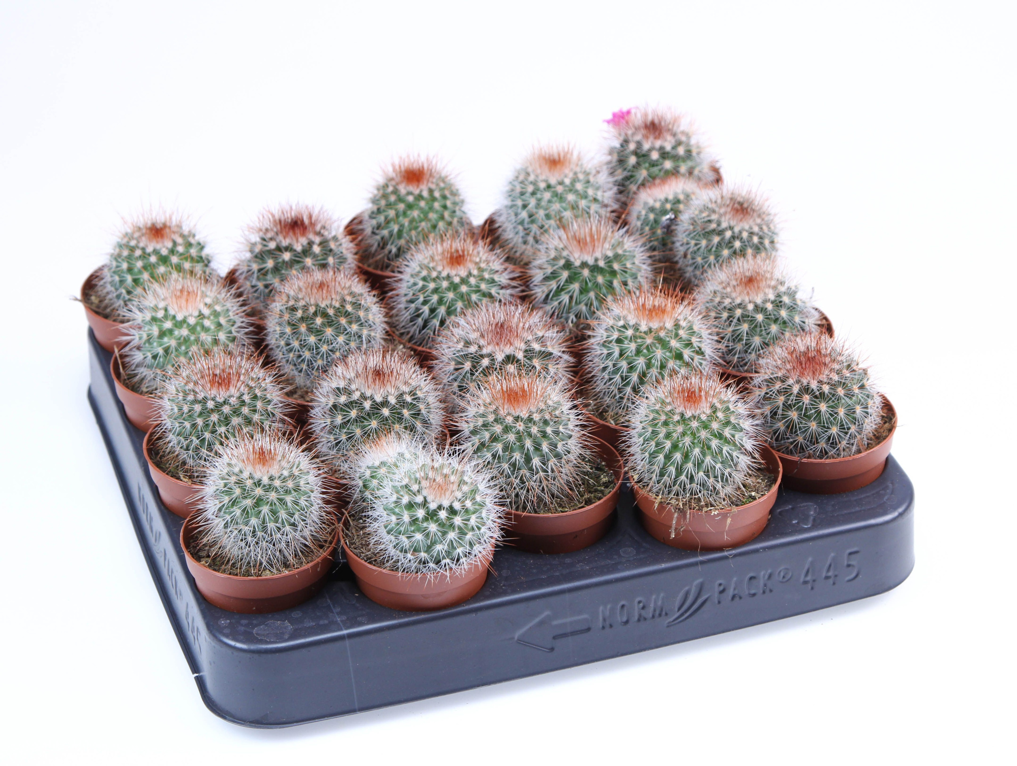 Mammillaria spinosissima E, D 5,5 cm