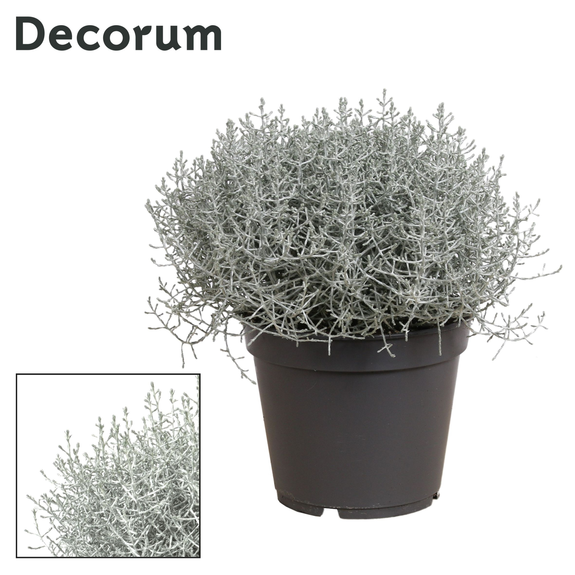 Leucophyta (Calocephalus) Brownii (Decorum), D 17 cm