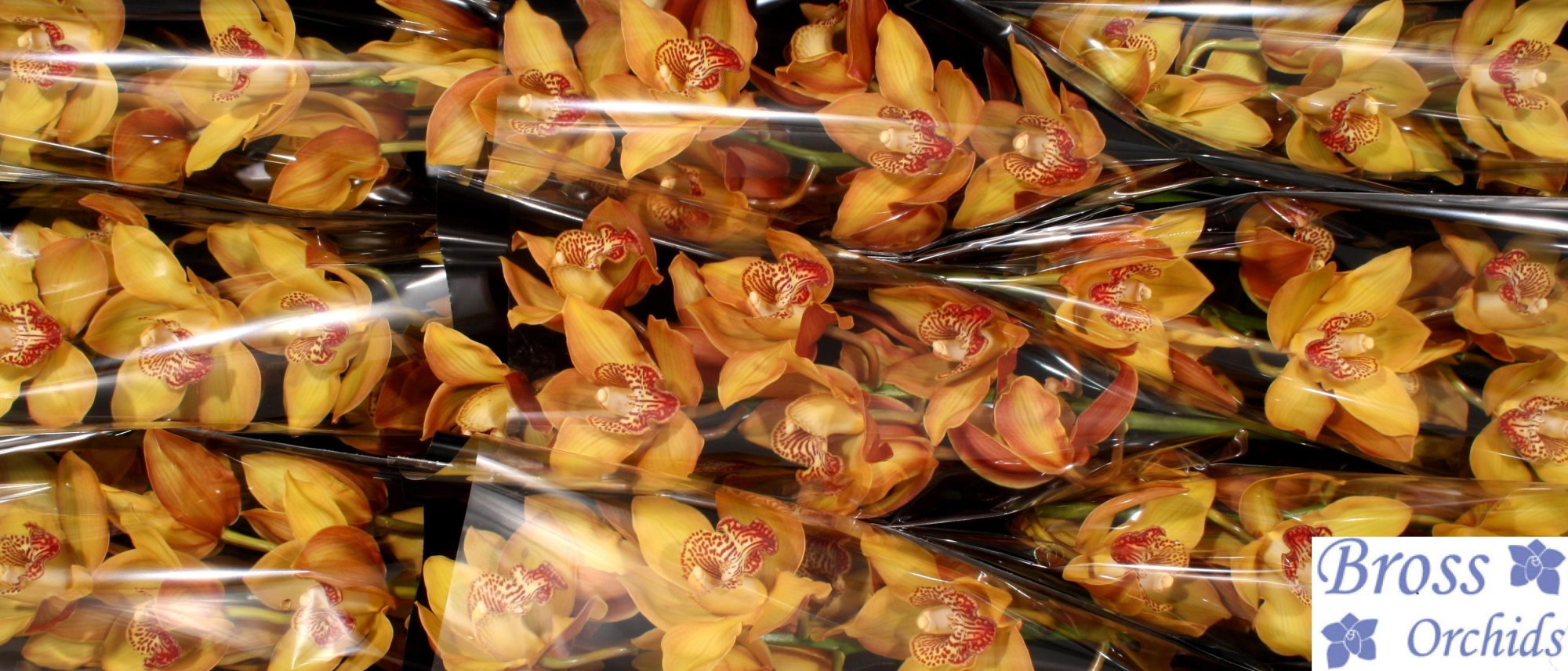 Цимбидиум Эстер x9 60, шт.