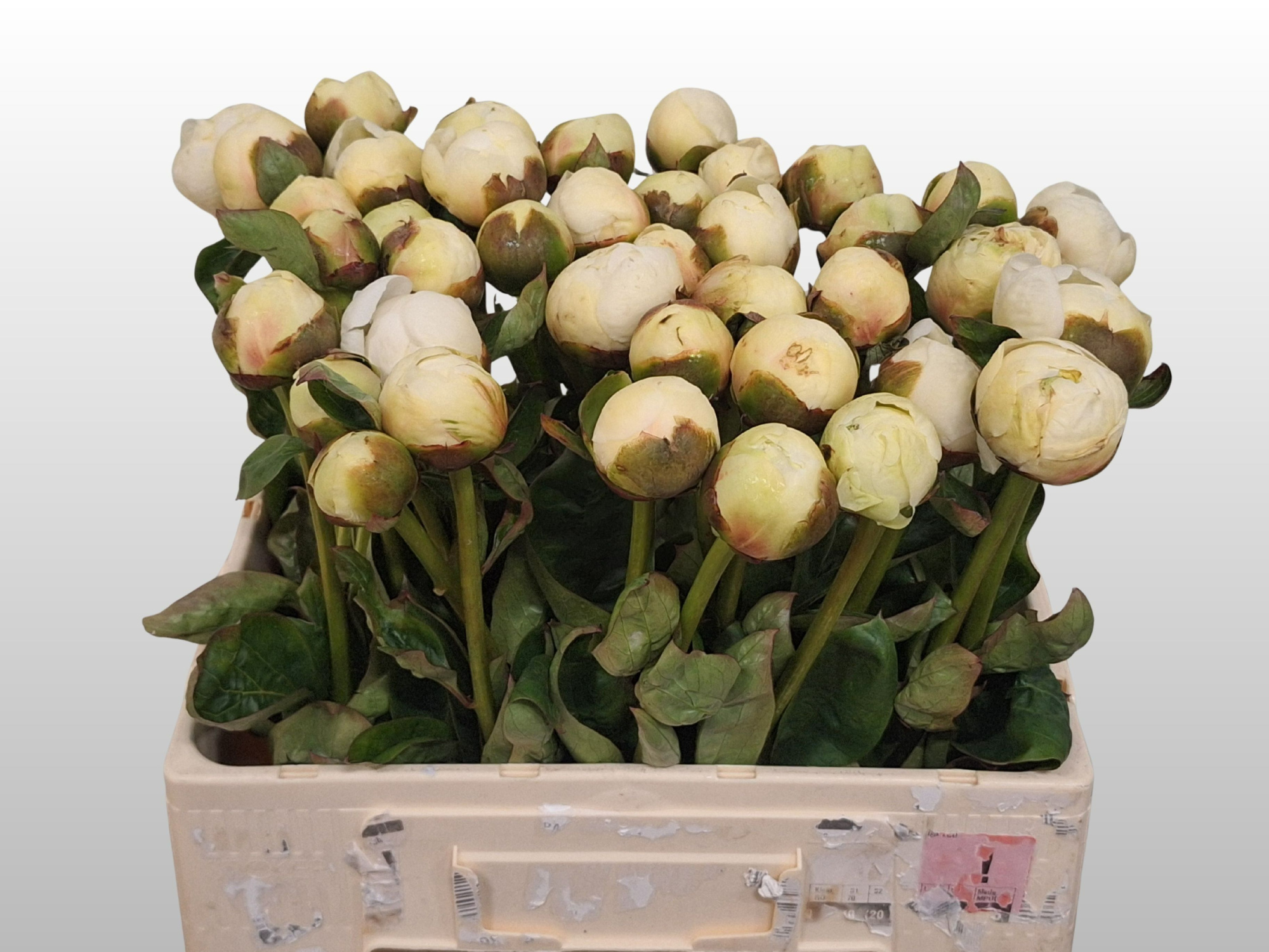 Пион Брайдал Шауэр 55, шт.