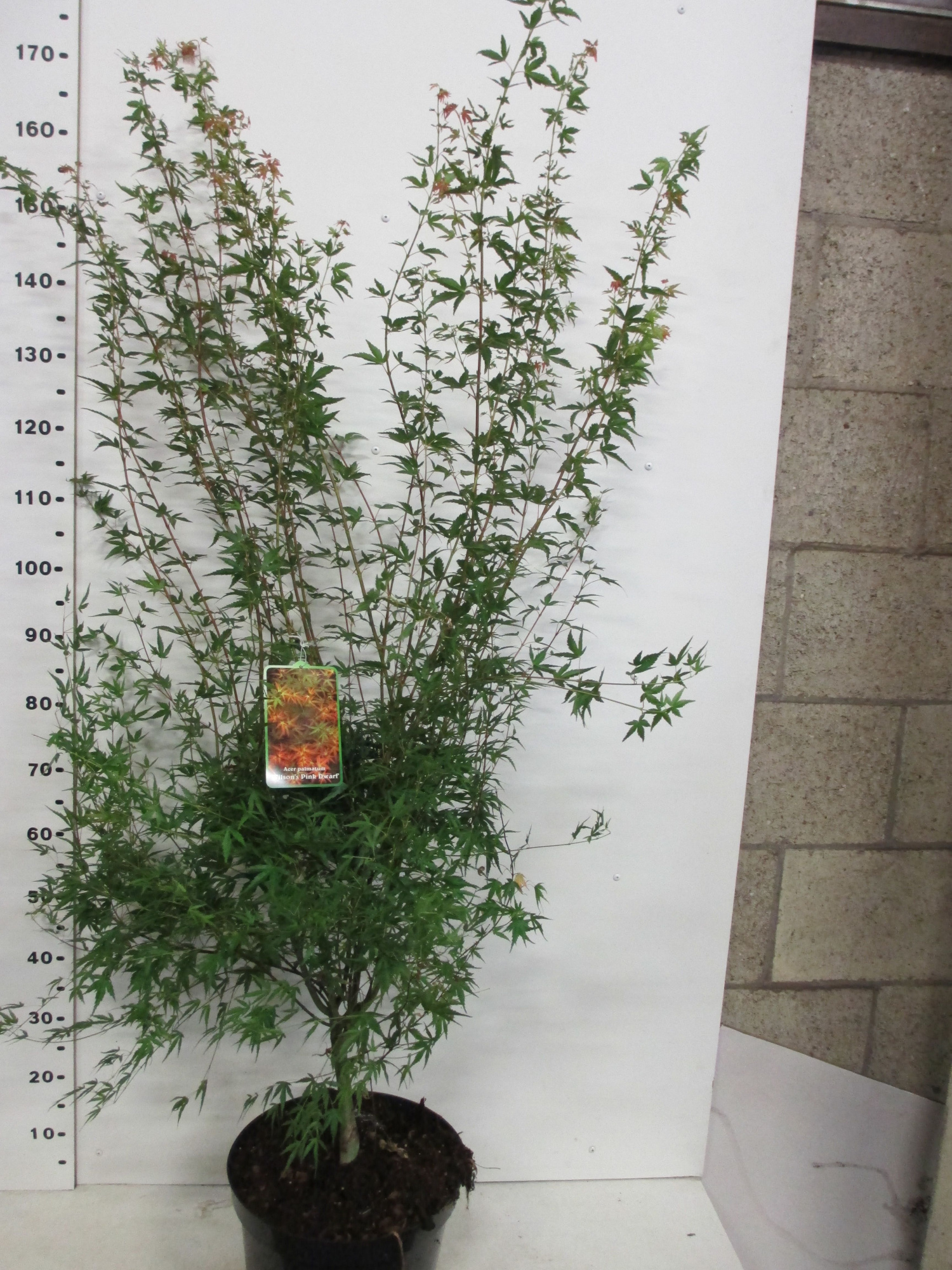 Acer palm. Wilson's Pink Dwarf 125-150 P32, D 32 cm