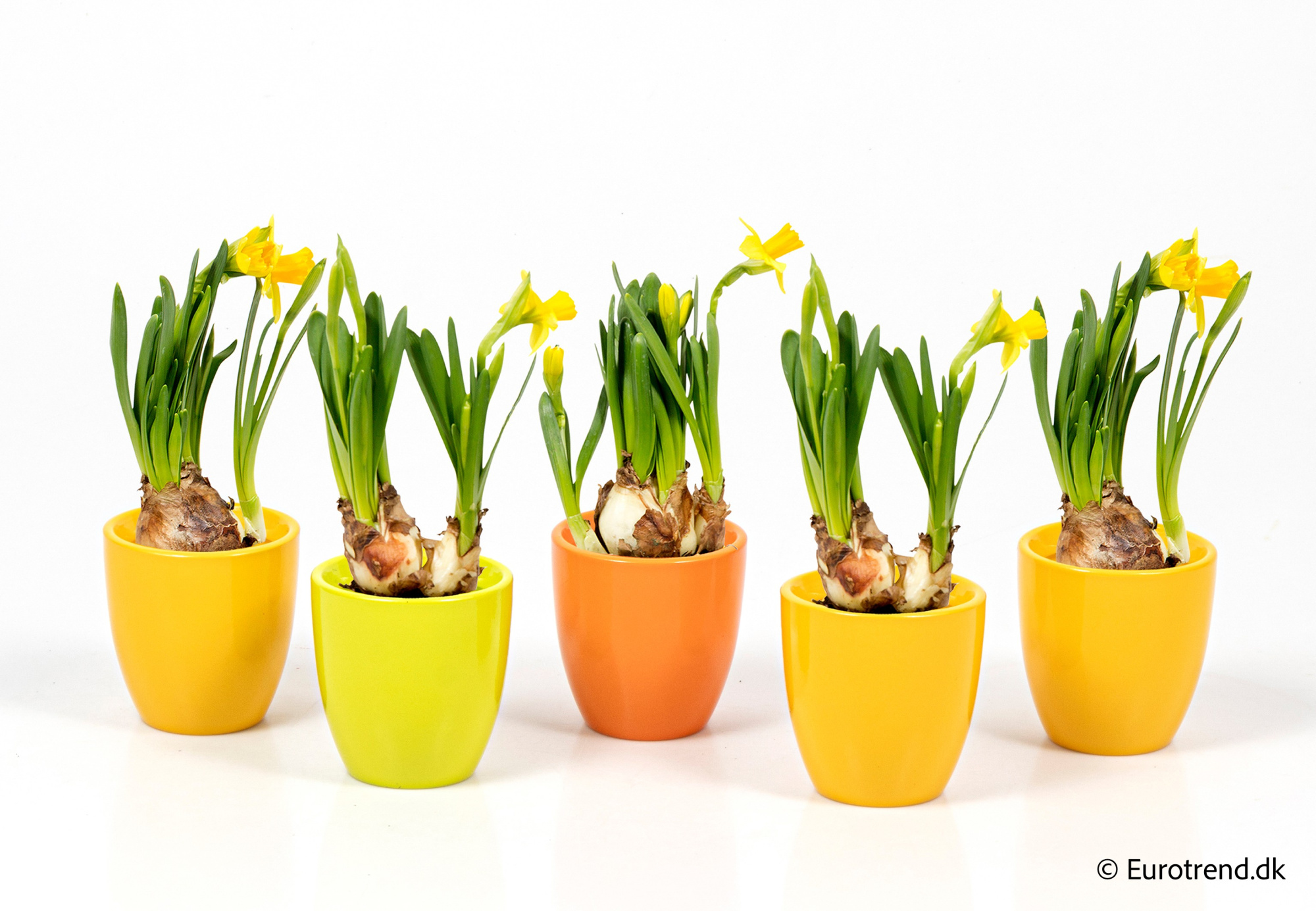 Narcissus in Easter ceramic 2026, D 6