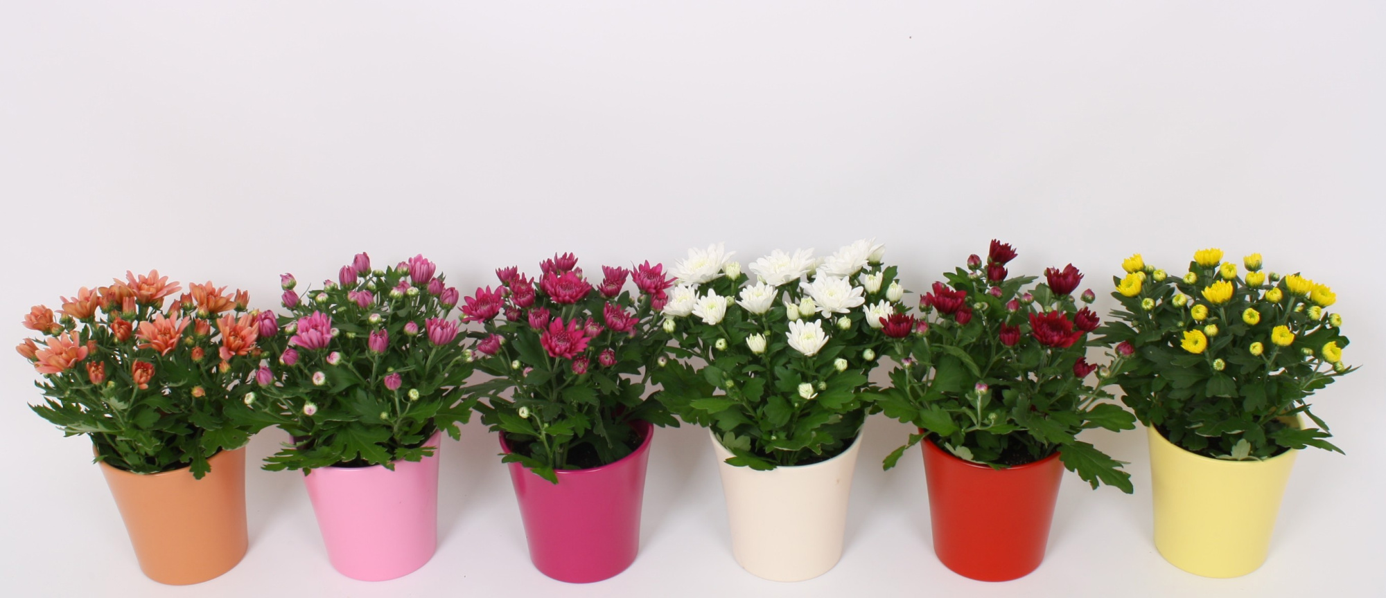 Chrysant Mix in TST Keramiek, D 12