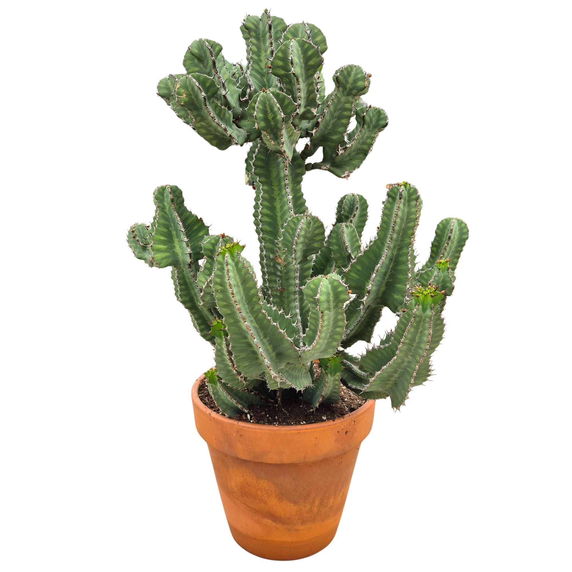 Euphorbia cooperi 40 cm, D 40