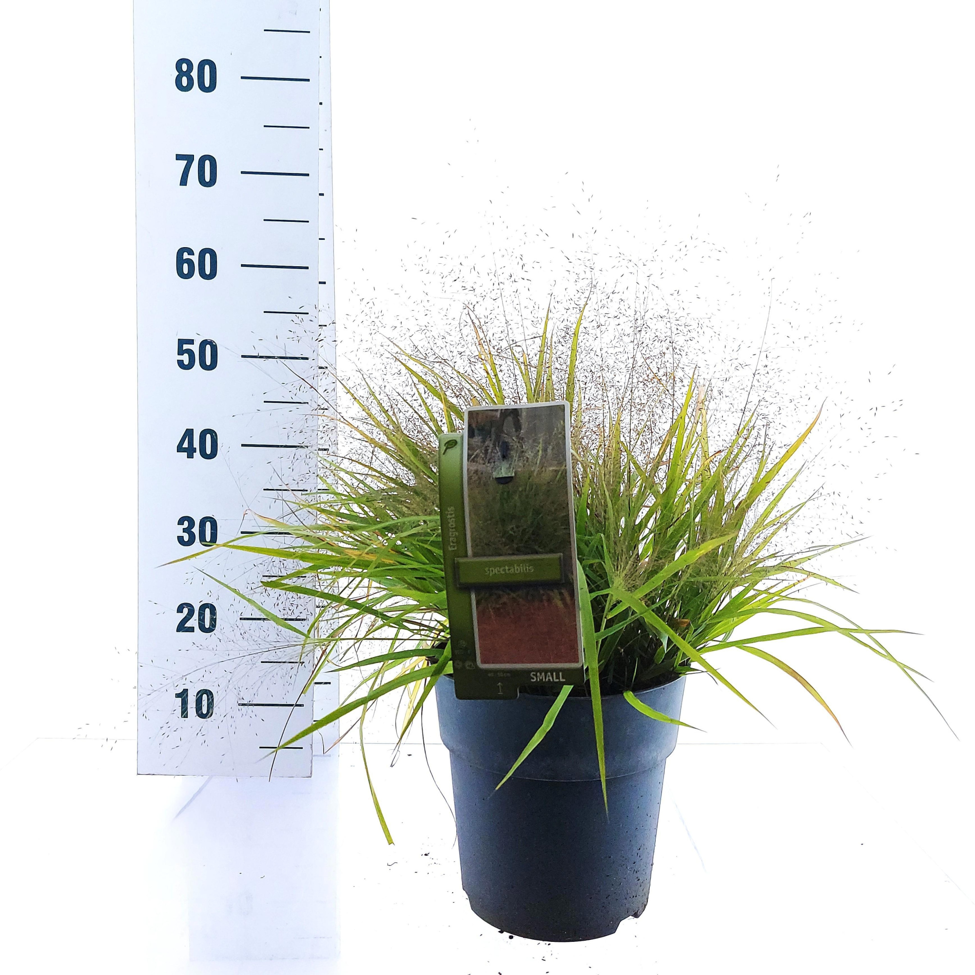 Eragrostis spectabilis, D 23 cm