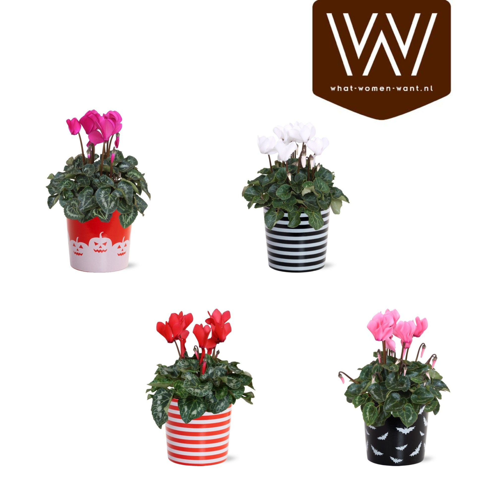 Collectie 'Tasty Bubble' - Cyclamen in Keramiek Vibe Halloween, D 12 cm