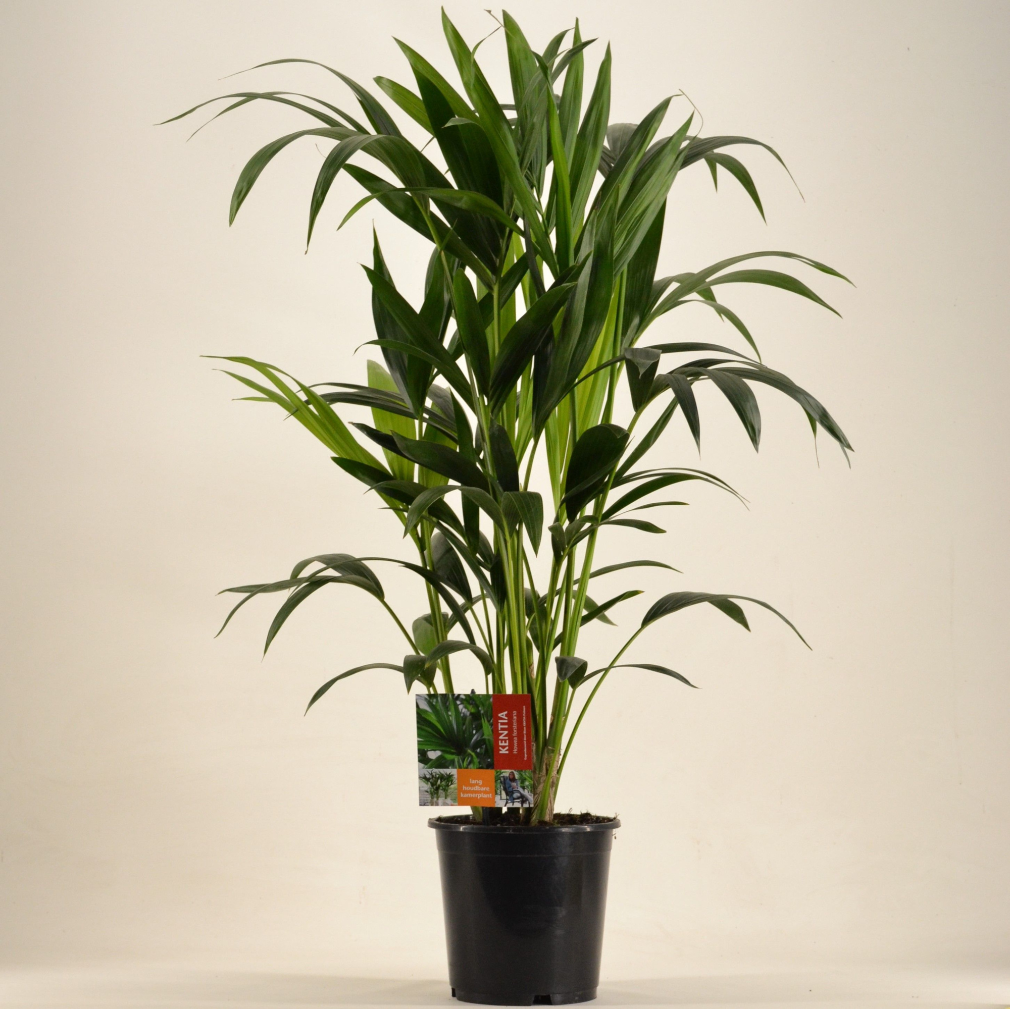 KENTIA - P19 H90 - 6PP (Howea forsteriana), D 19