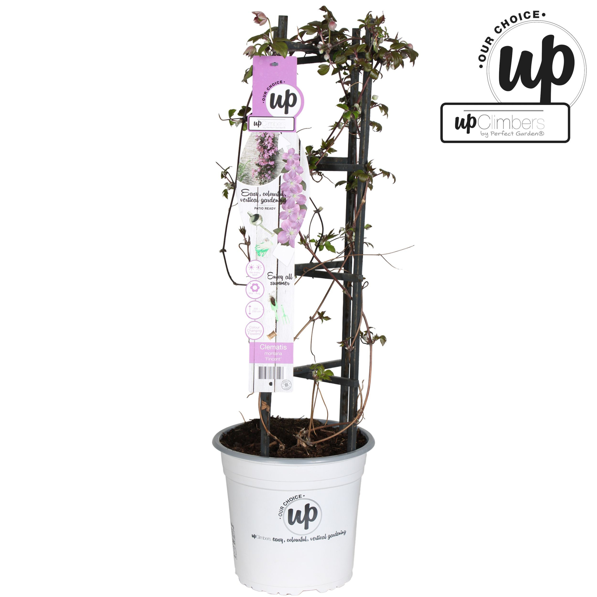 Clematis Montana 'Fincent'® P23, D 23