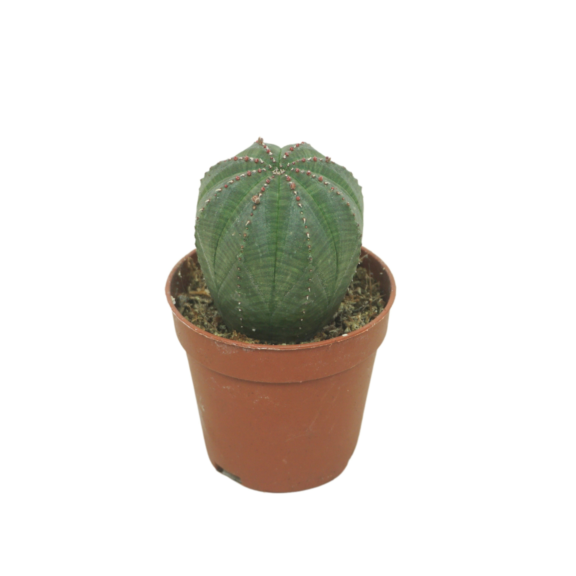 Euphorbia obesa 5,5 cm, D 5,5