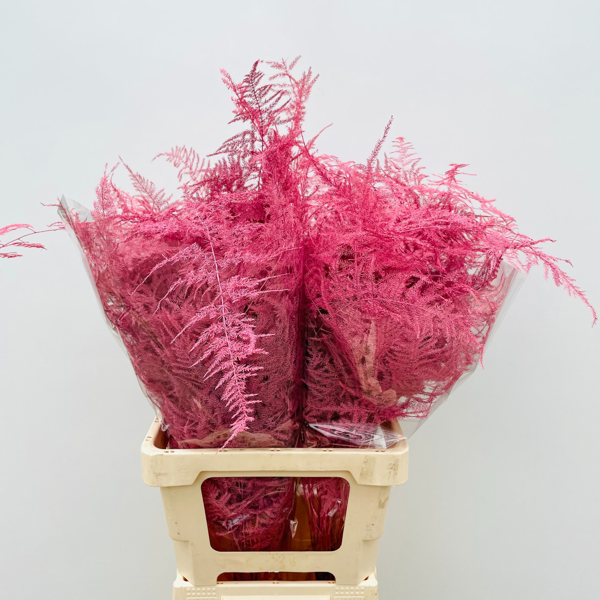 Аспарагус Овериг Крашеный (краш. ) 85, шт.