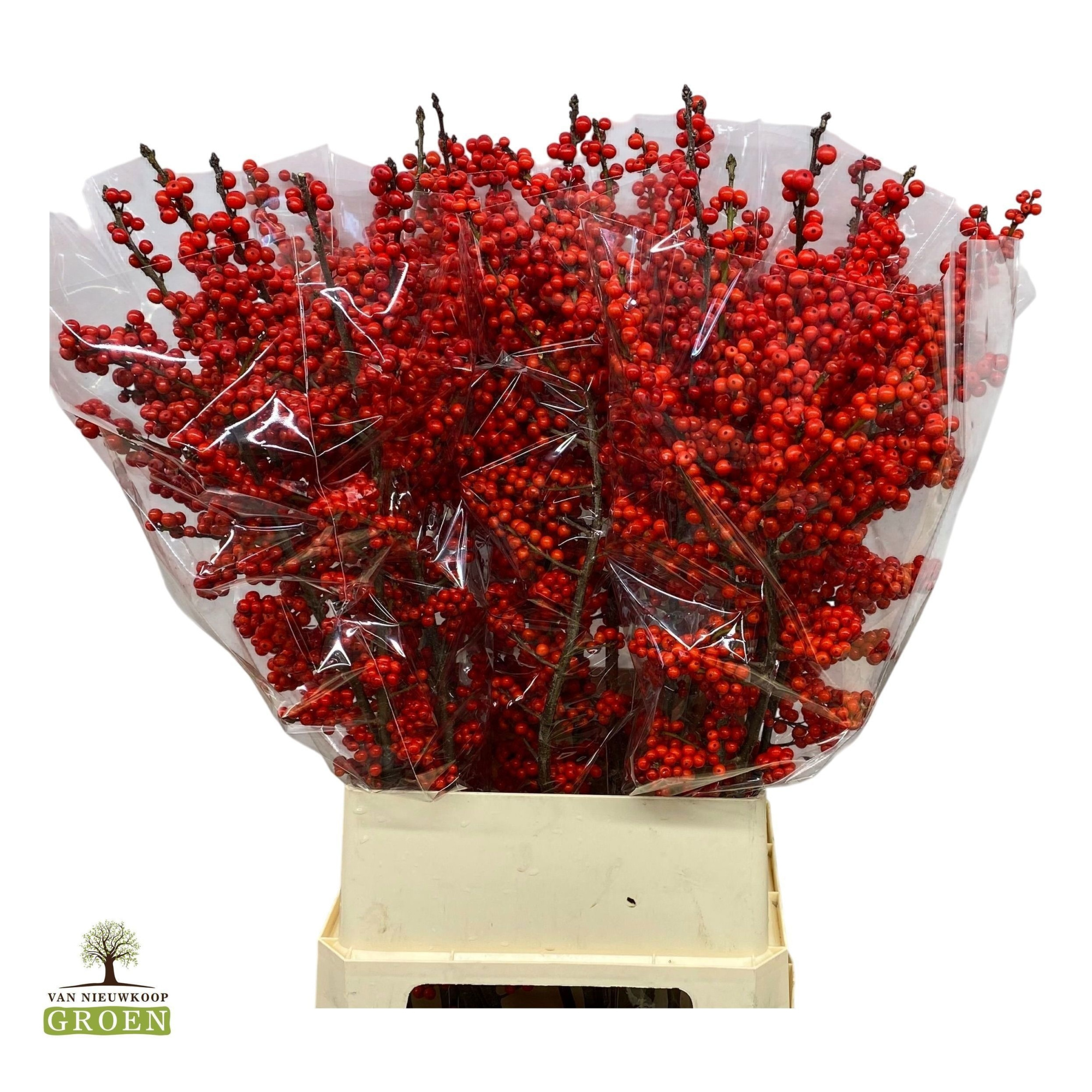 Илекс Красные ягоды 100, шт.