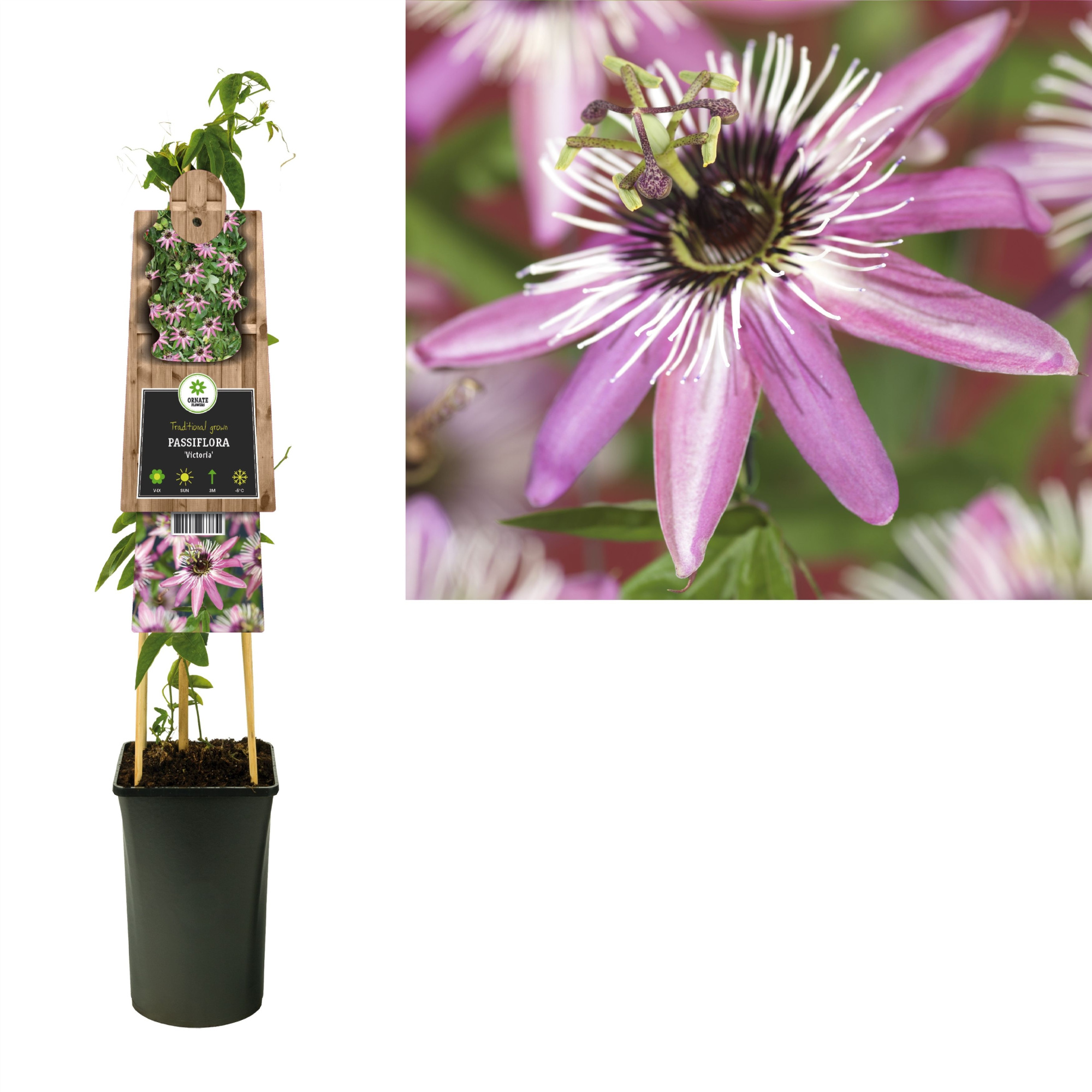 Passiflora 'Victoria' +3.0 label, D 17