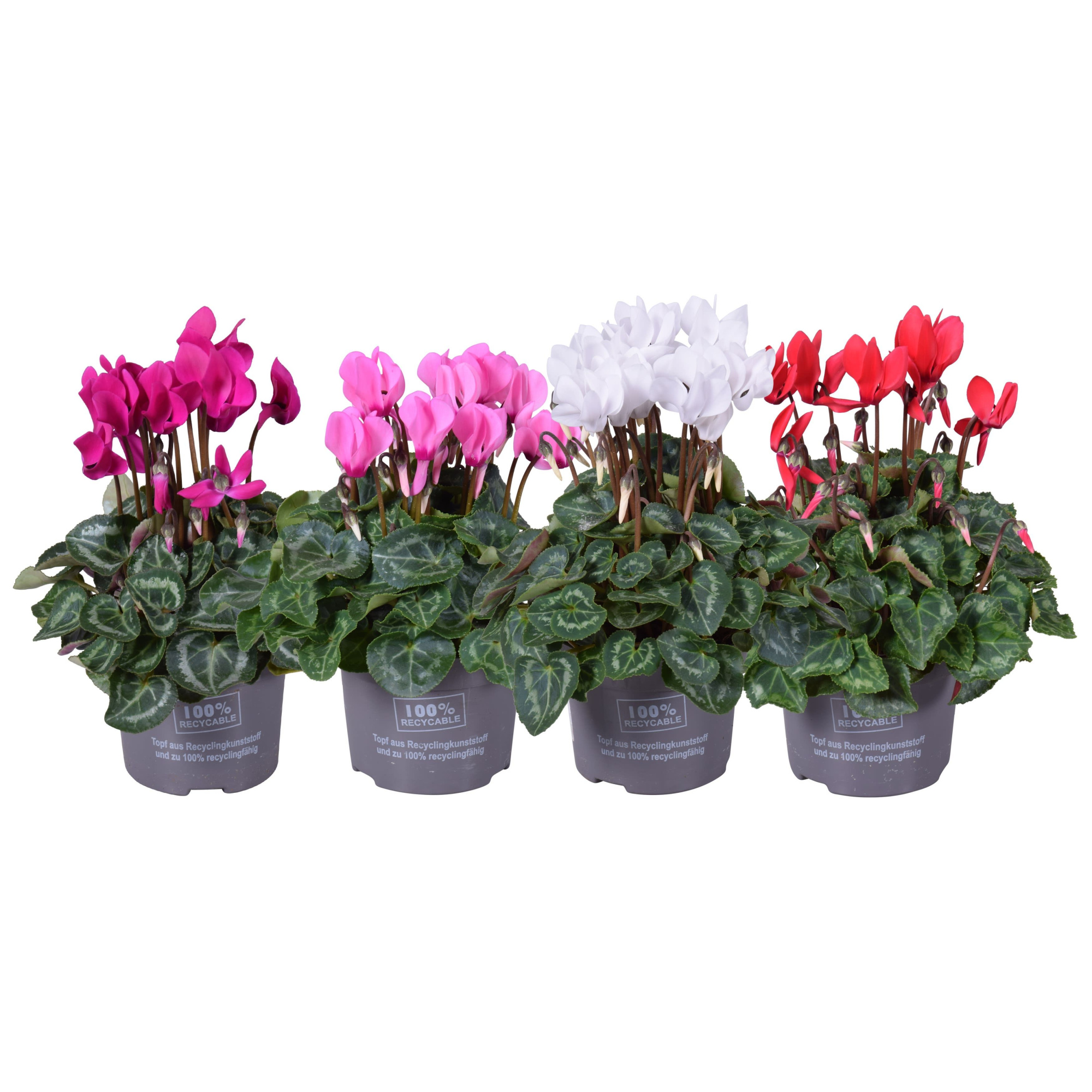 Cyclaam mini mix TRAY, D 10,5 cm