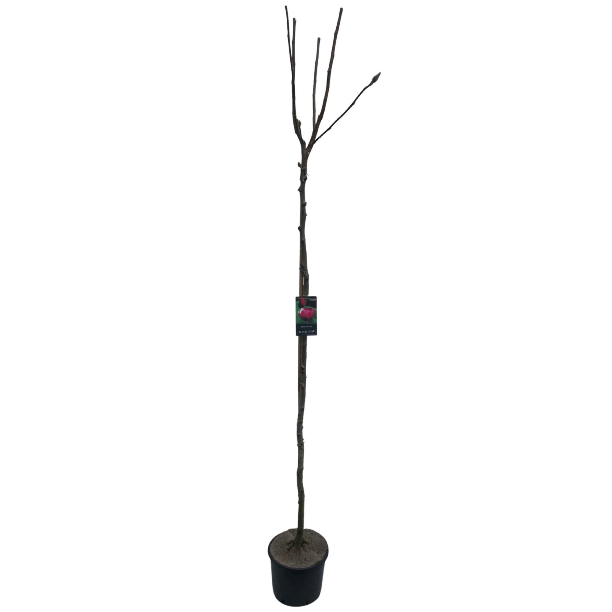 Magnolia 'Black Tulip'® Stam 180cm, D 32