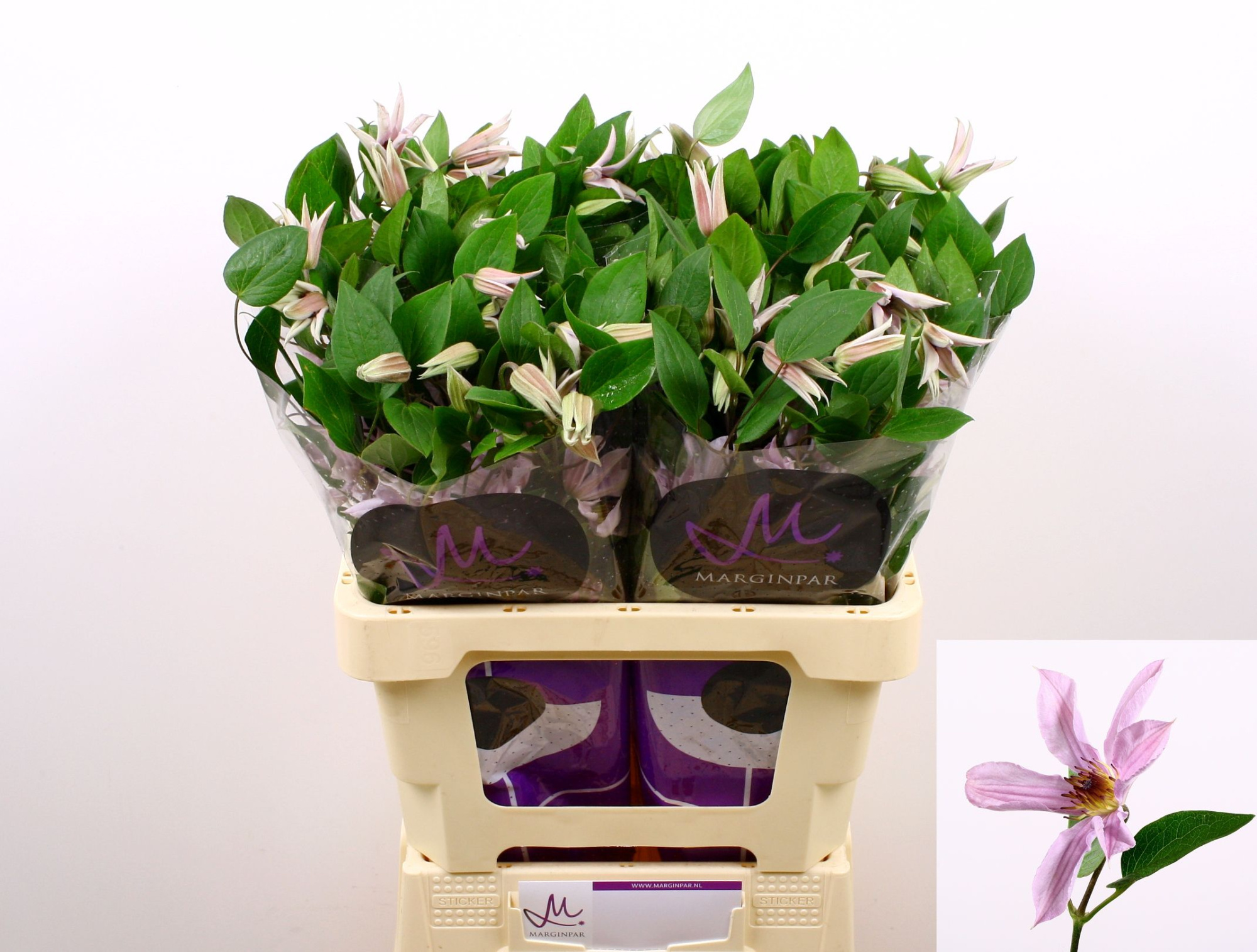 Клематис Эмейзин Майами 60, шт.