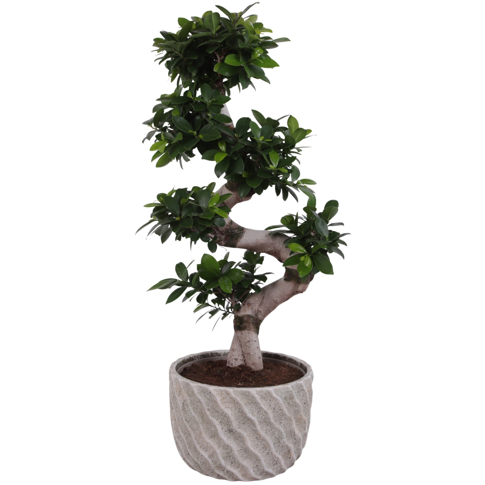 Ficus m. Ginseng S-Shape Ø24cm in Ø27cm Ceramic NT668, D 27