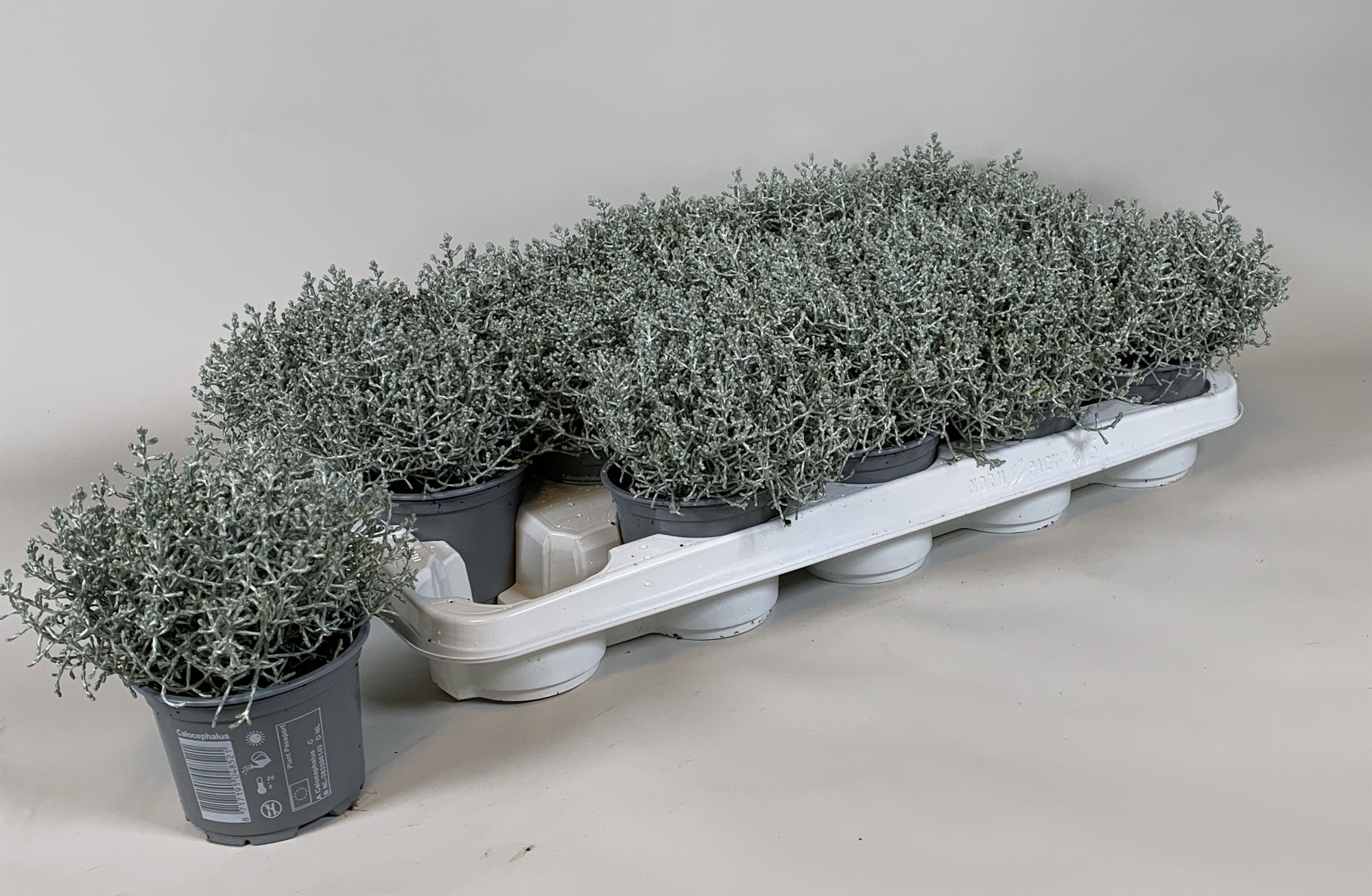 Silvercalos, D 10,5 cm