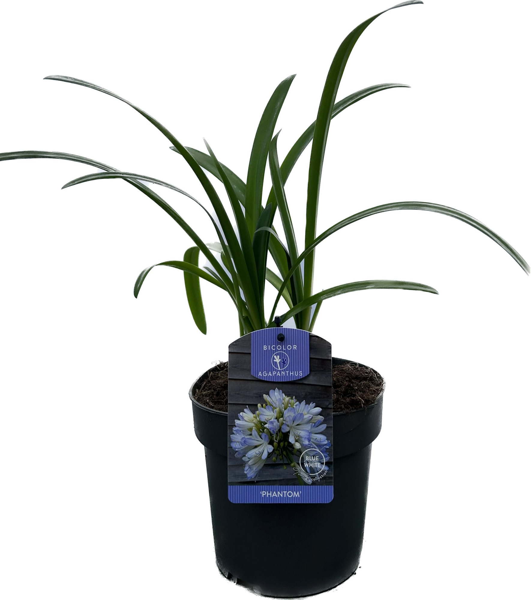 Agapanthus 'Phantom' P17 EVERGREEN, D 17