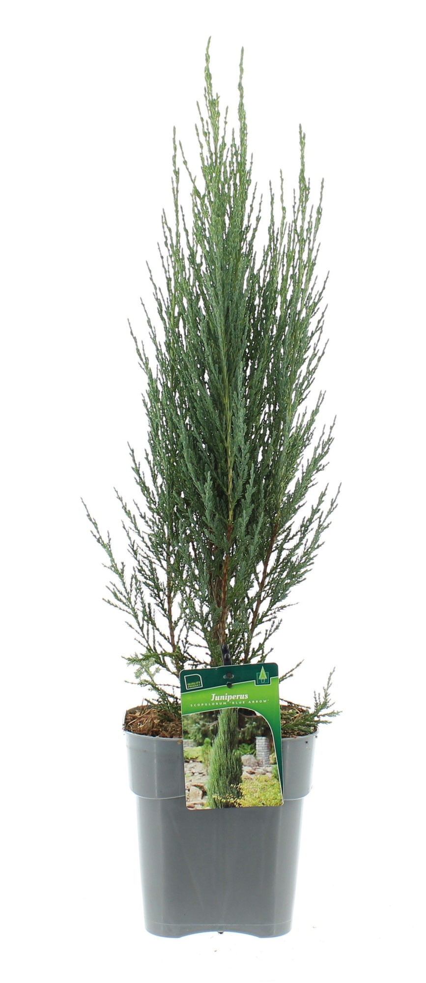 Juniperus scop. 'Blue Arrow', D 17