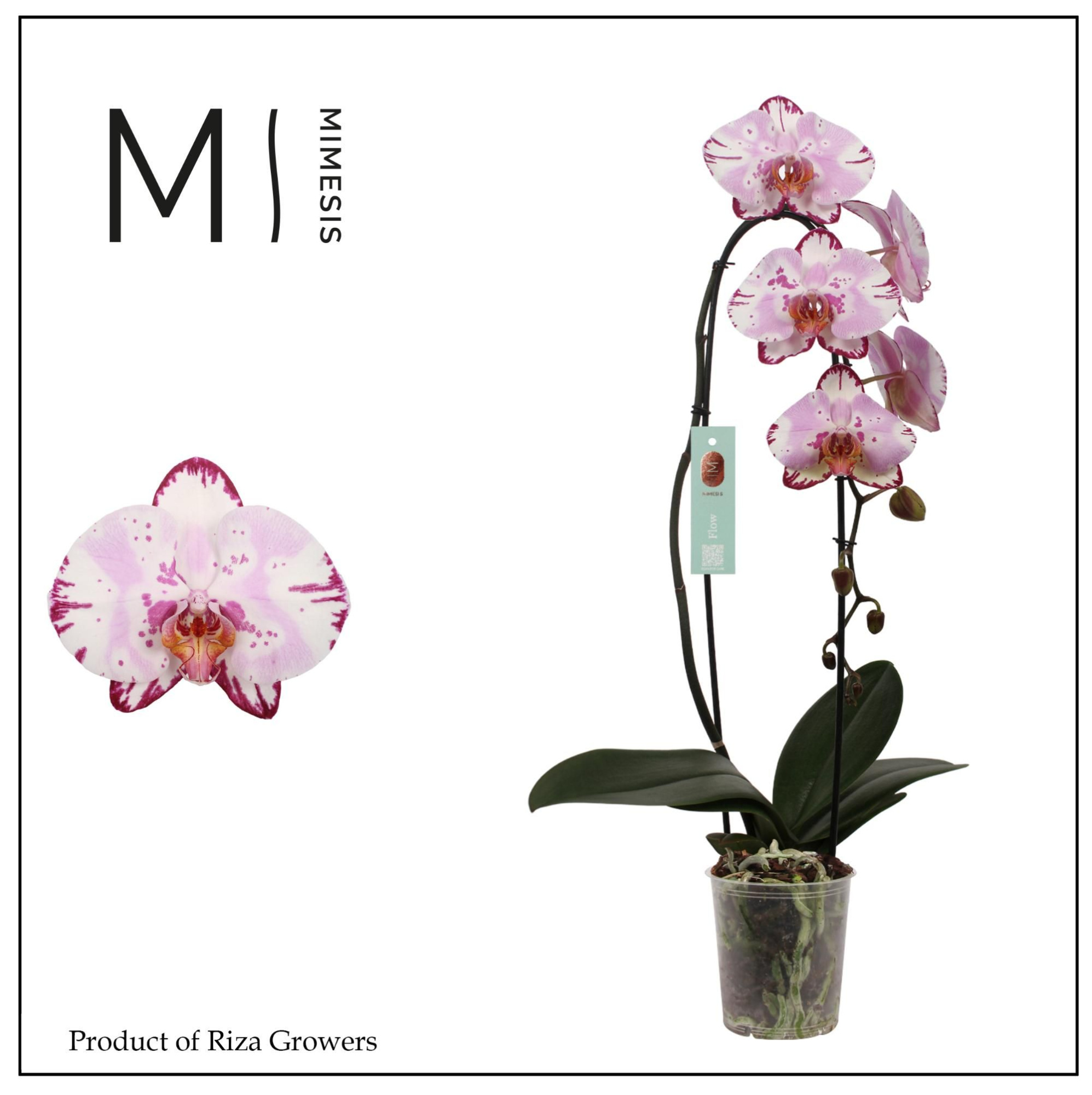 Phalaenopsis Flow Emiliya 1 spike - 12cm | Mimesis, D 12 cm