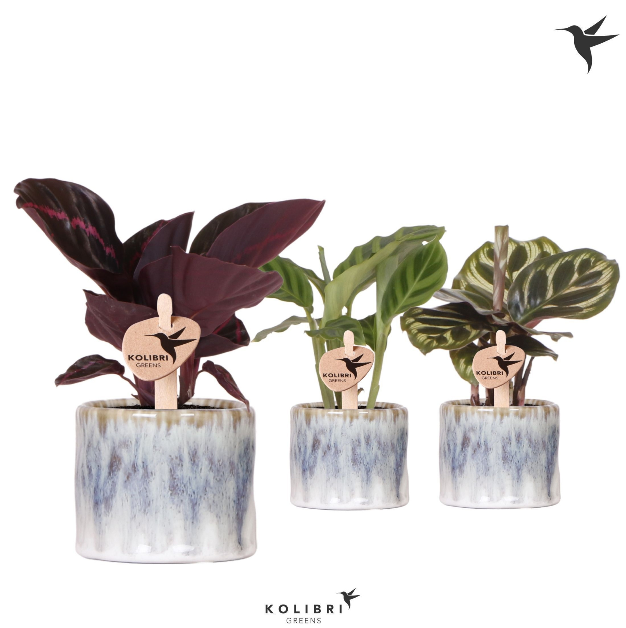 Kolibri Greens Calathea mix in Sky pot, D 6 cm