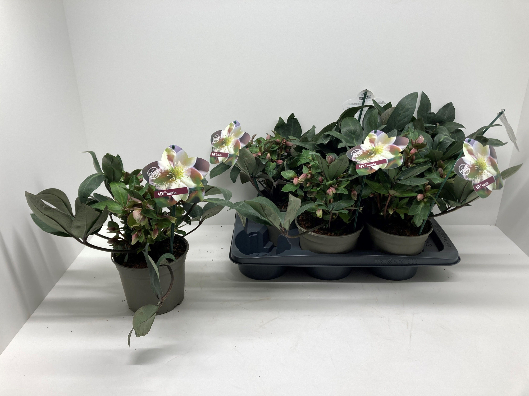 Helleborus VIV COLLECTION x ericsmithii 'VALERIA', D 17 cm