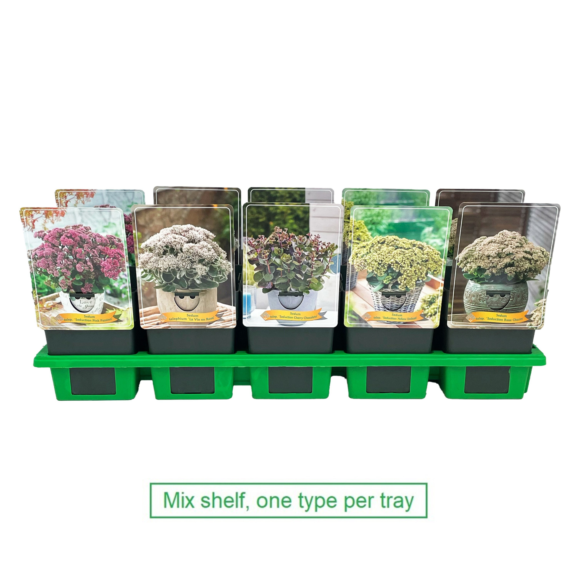 Sedum mix laag P11, D 11