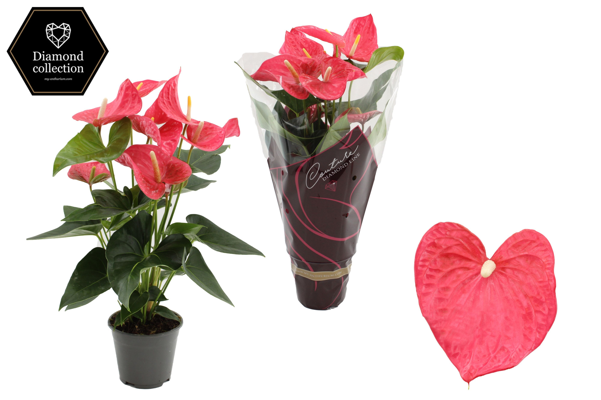 Anthurium 14 cm Maine in Couture Diamond Line Purple sleeve, D 14 cm