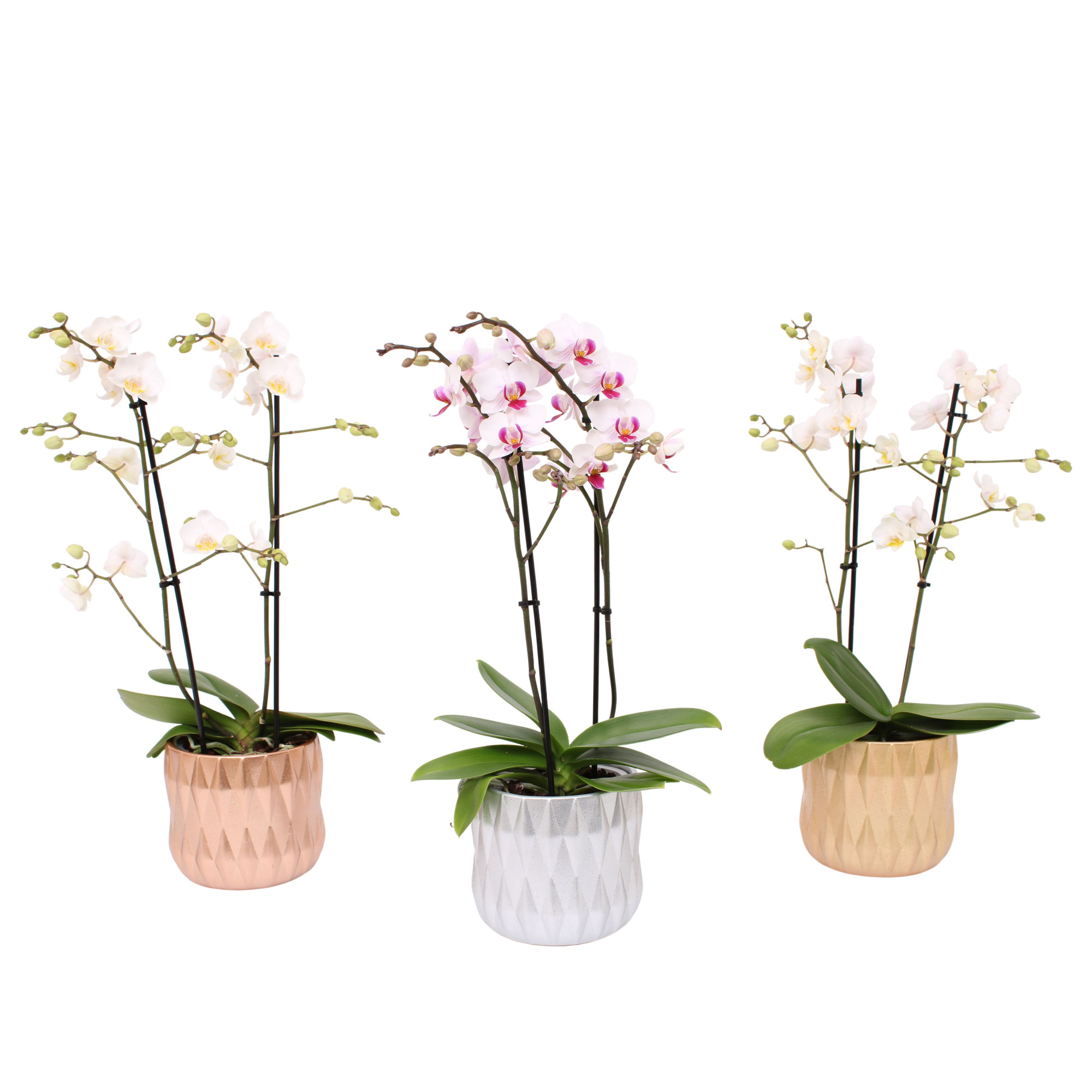 Phal. Multiflora 2-tak wit in keramiek BGC007 Glitter & Glamour, D 12 cm