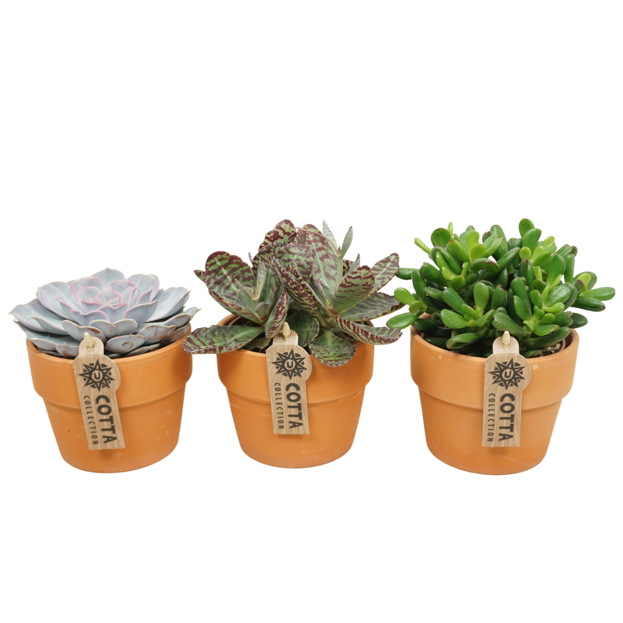 Succulent mix in 12 cm 'Terracotta Kraagpot', D 10,5 cm