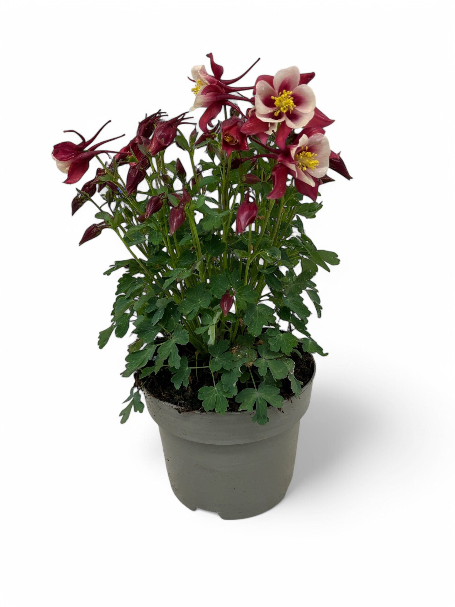 Aquilegia Earlybird Red Yellow, D 19