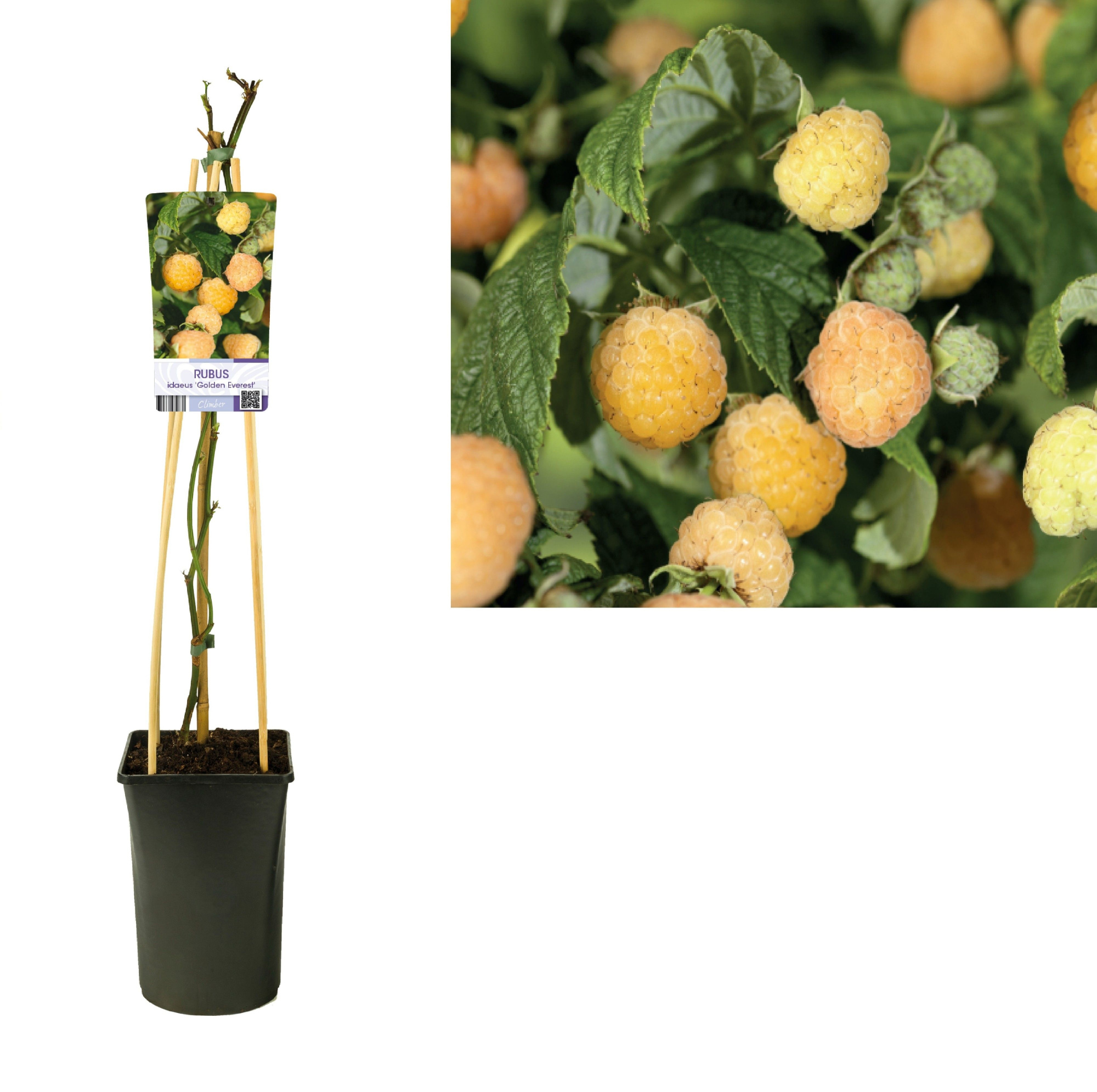 Rubus idaeus 'Golden Everest' +light label, D 17