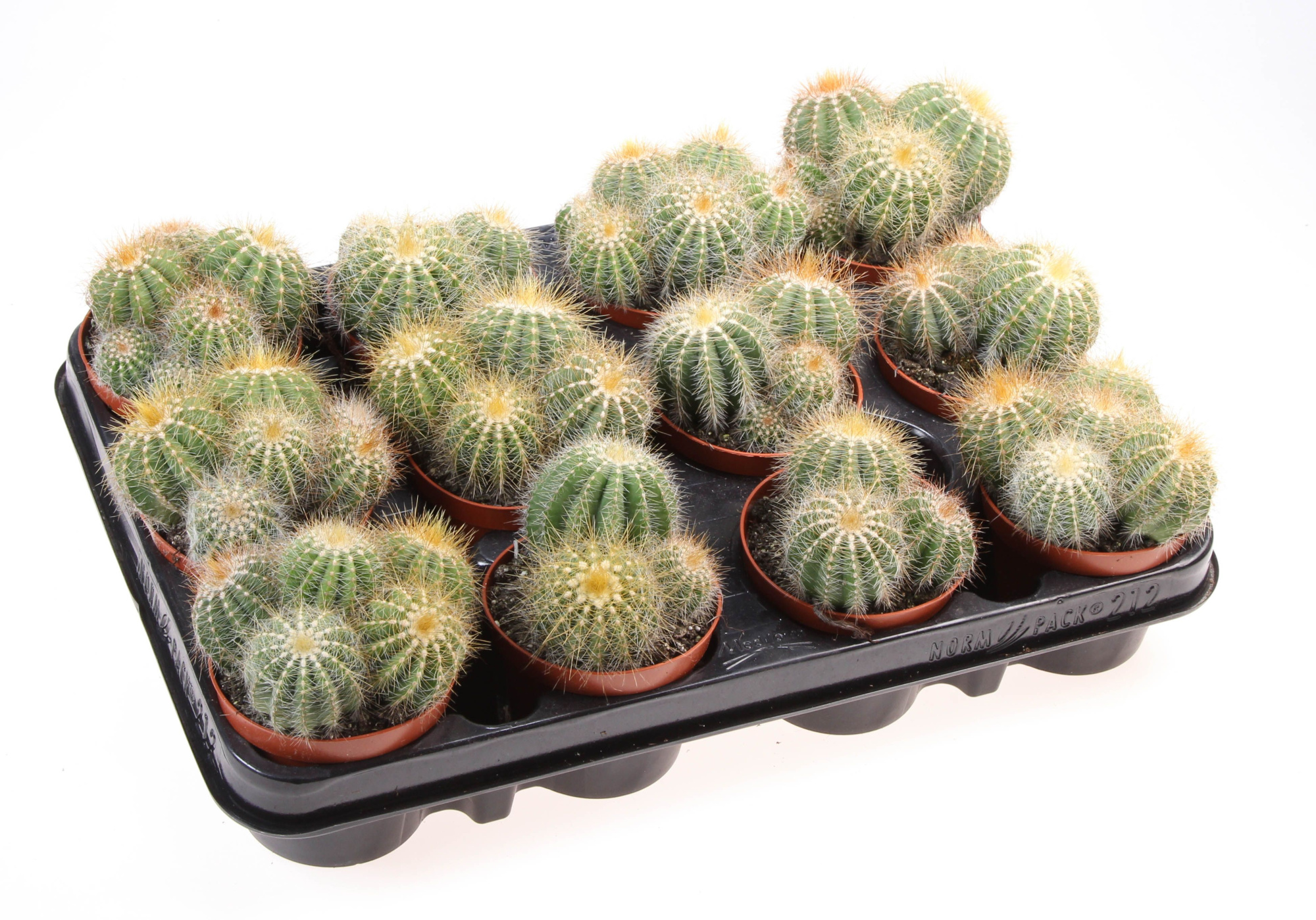 Parodia warassii, D 8,5