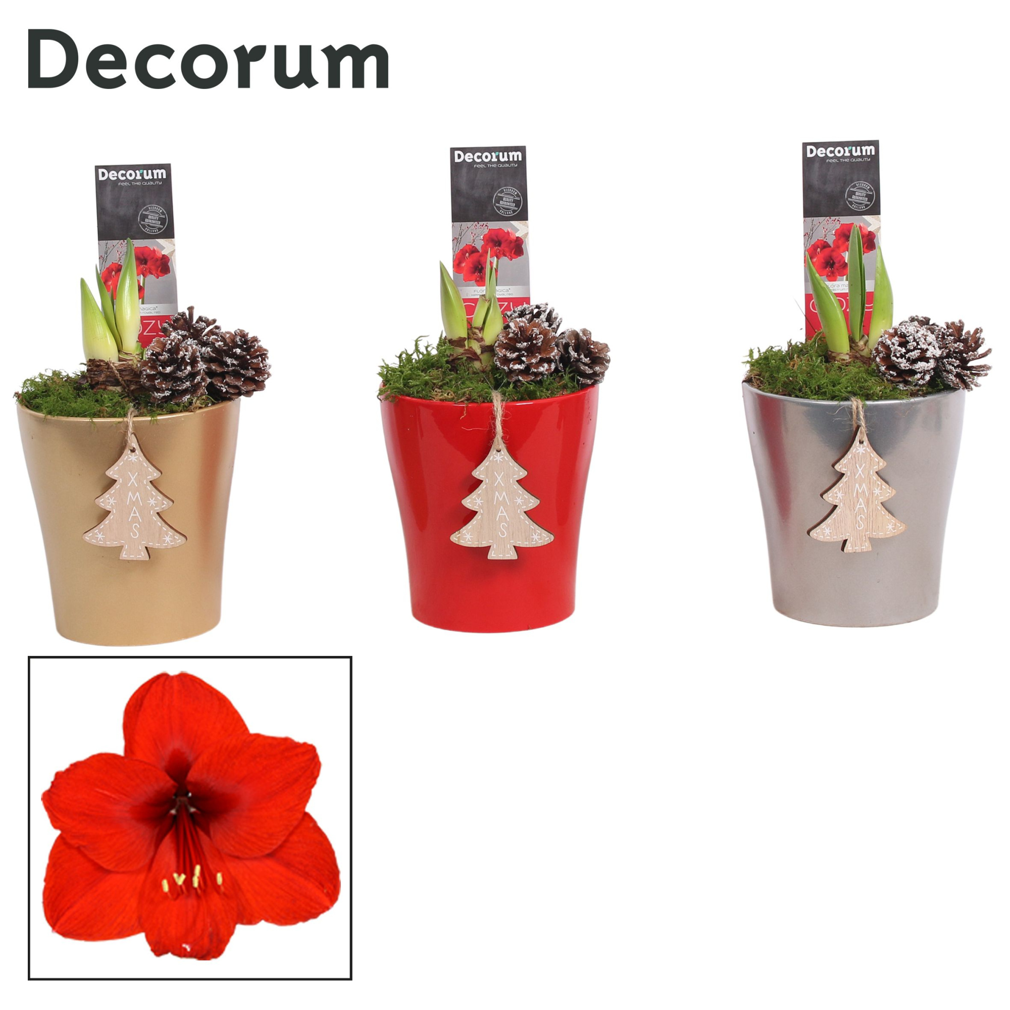 Amaryllis Rood 2 Knop Amy KERST (Decorum), D 12 cm