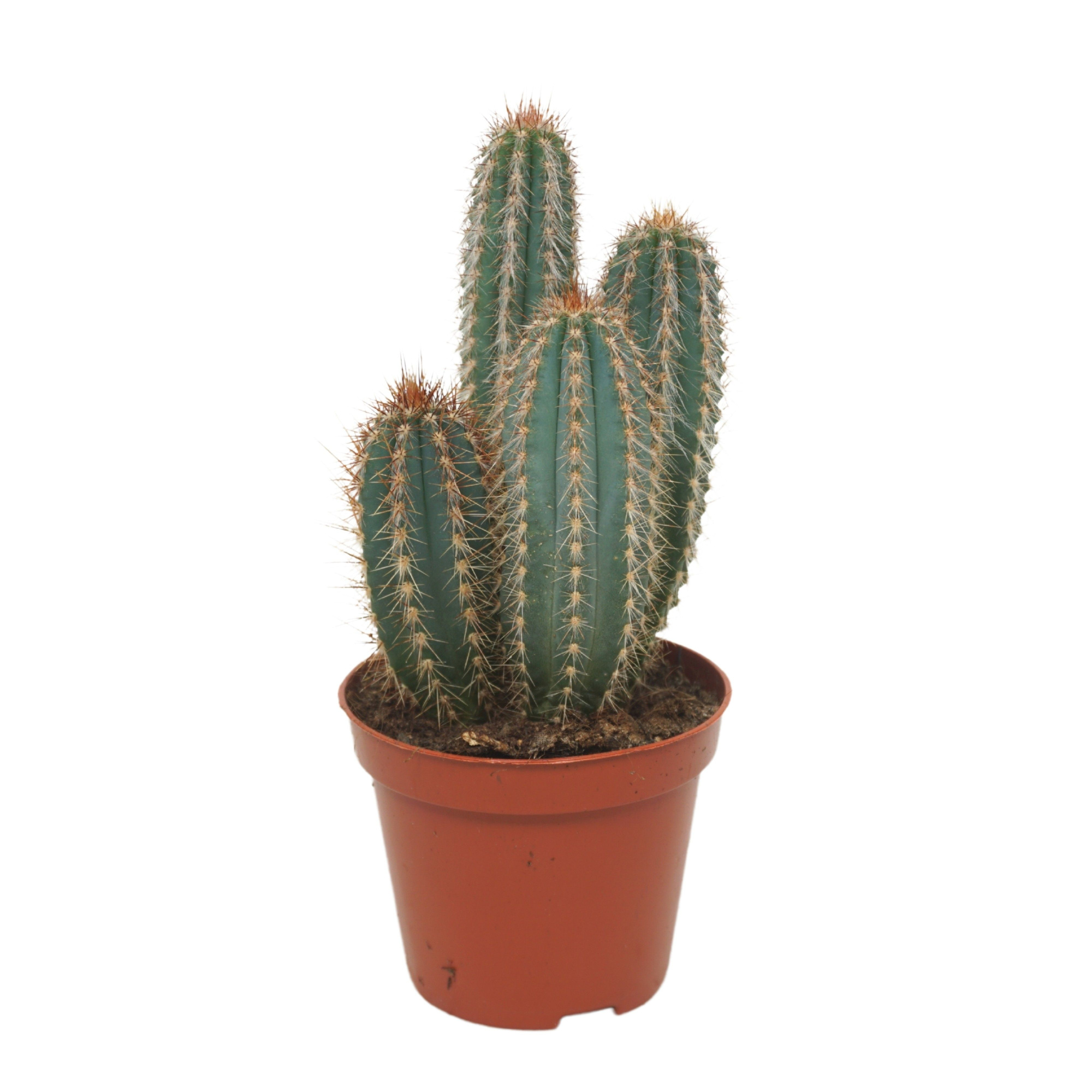 Pilosocereus odilensis 8,5 cm, D 8,5