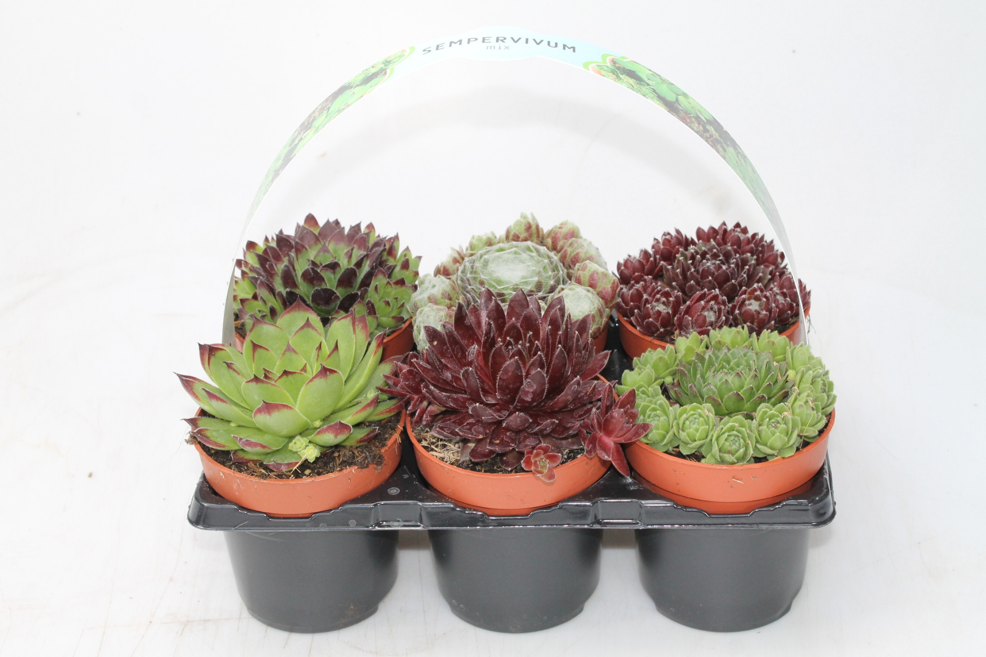 Sempervivum 6-pack mix, D 9 cm