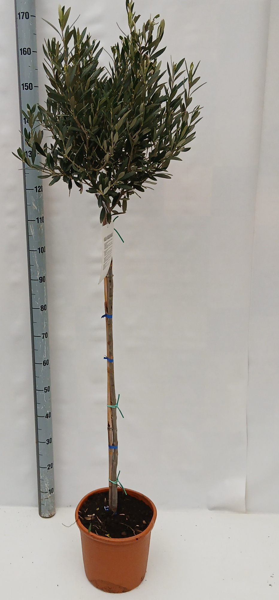olea europaea, D 30 cm