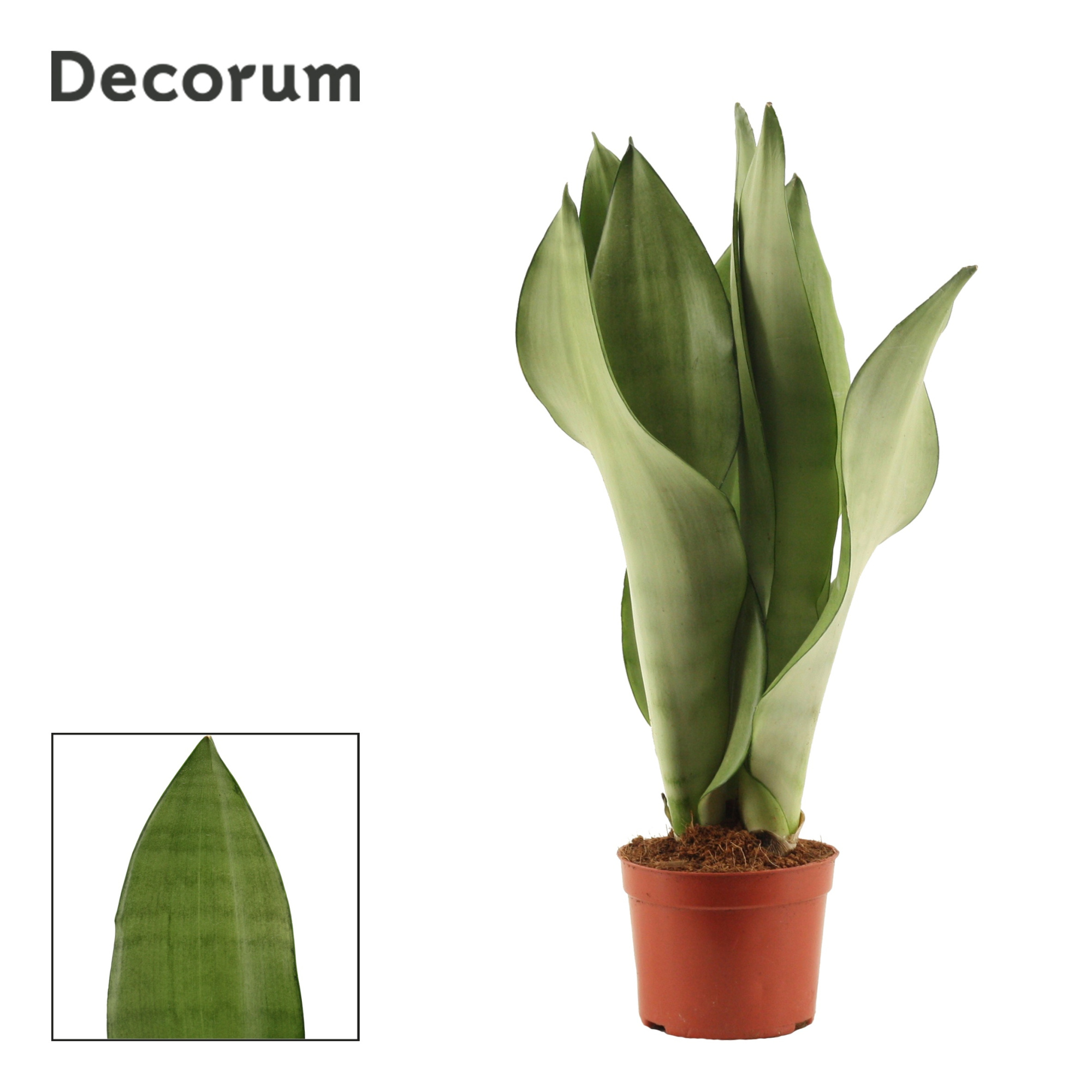 Sansevieria Moonshine 9 cm (Decorum), D 9 cm