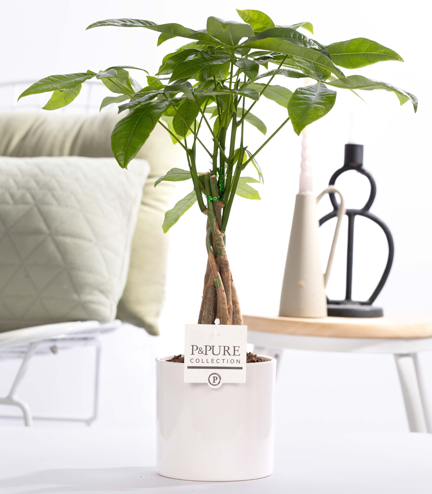 Pachira Aquatica in P&PURE Essential ceramics white, D 12 cm