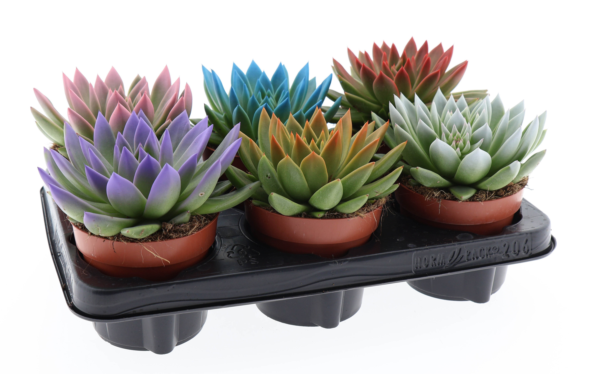 Rainbow tips mix, D 12 cm