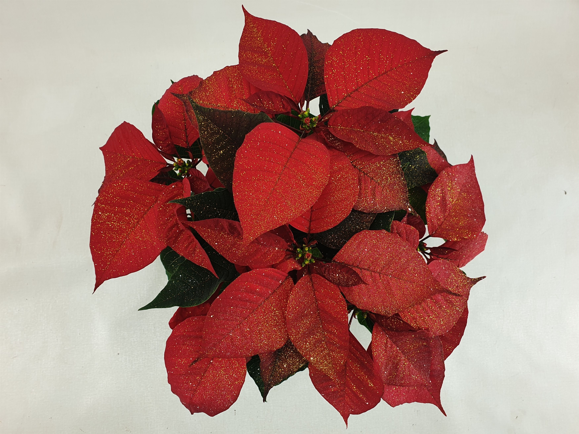 Poin Christmas Feelings Red pot 13 + goudglitter (Euphorbia), D 13 cm