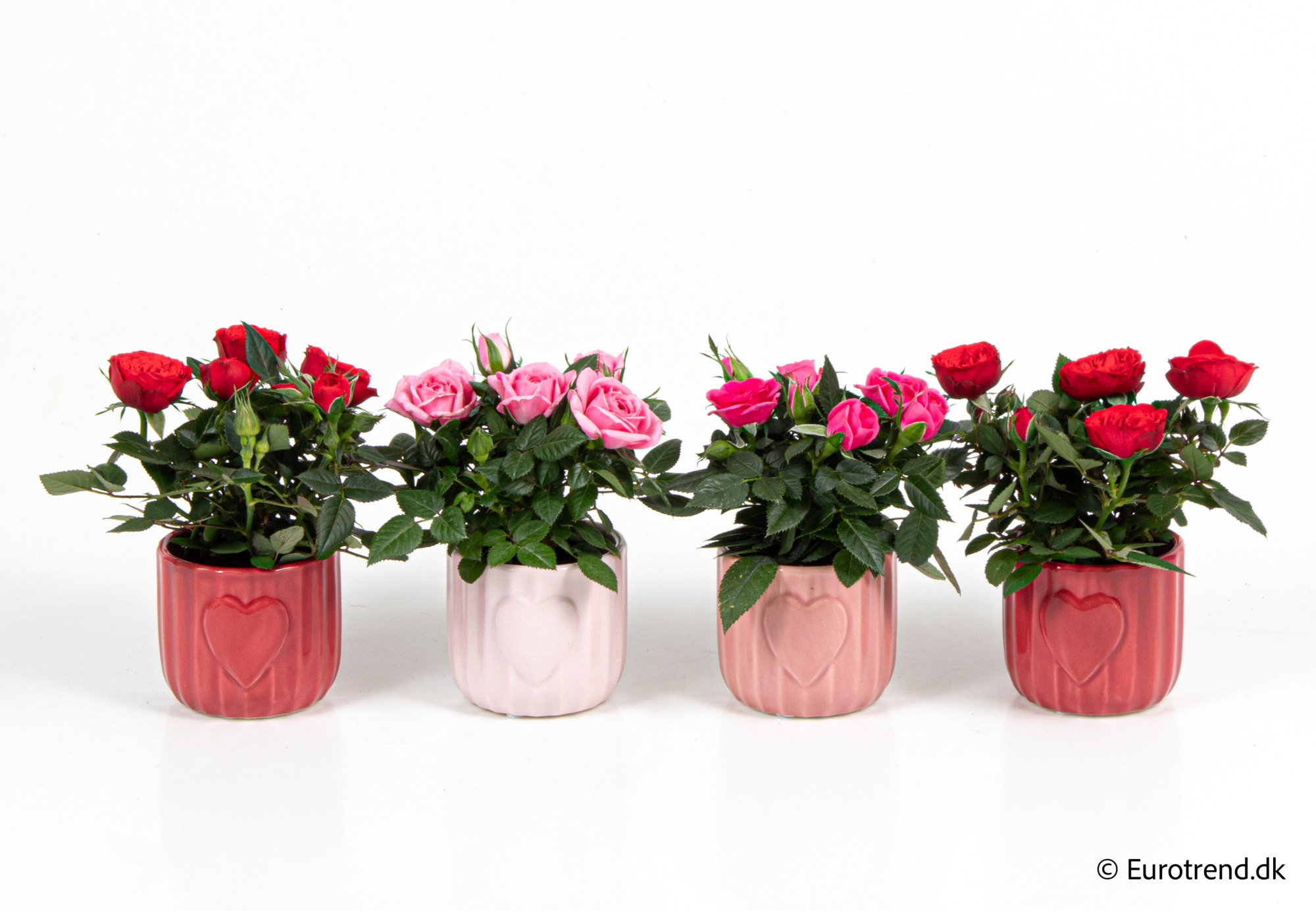 Roses in Valentine ceramic 2026, D 6