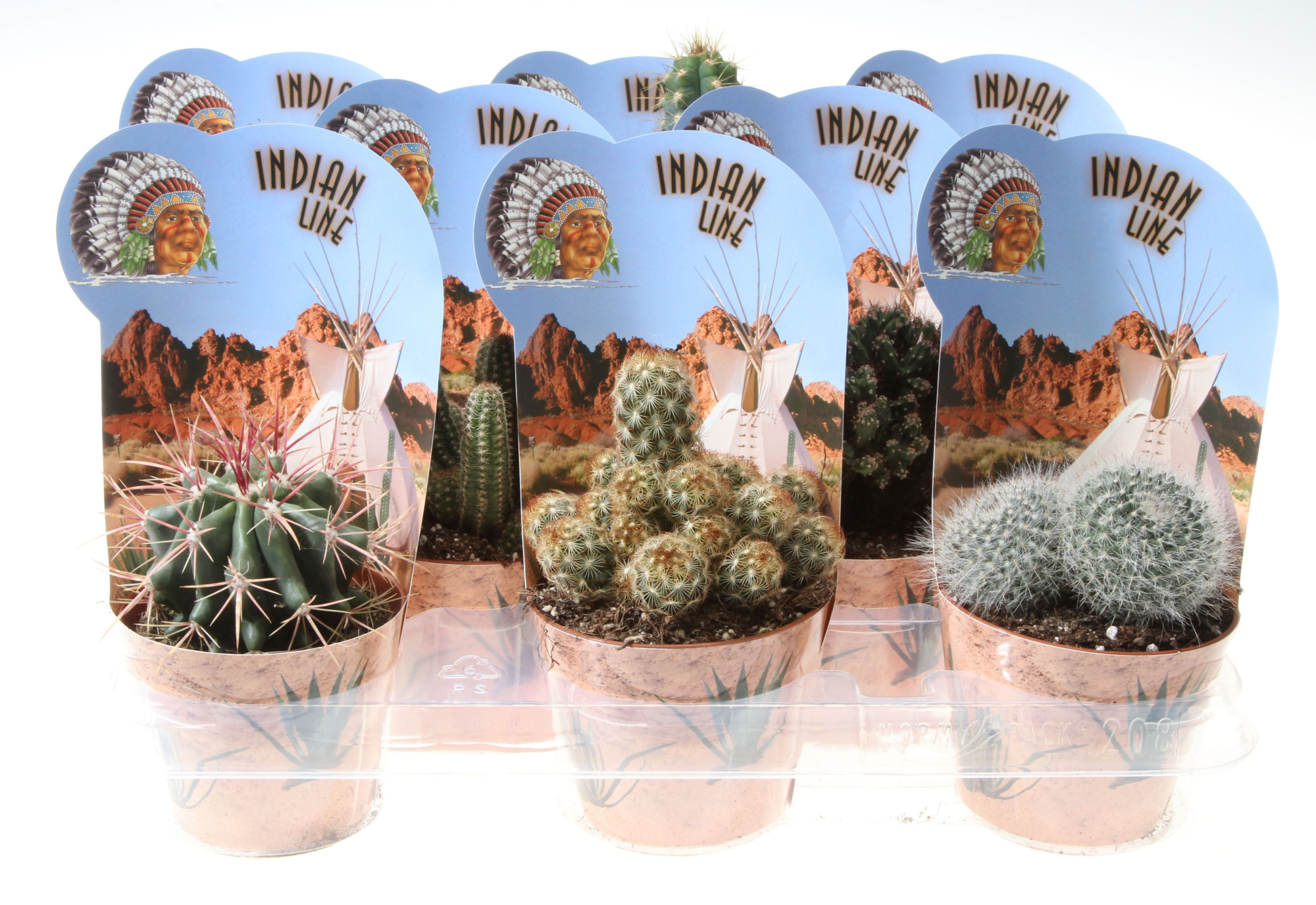 Potcover indian line cactus mix, D 10,5