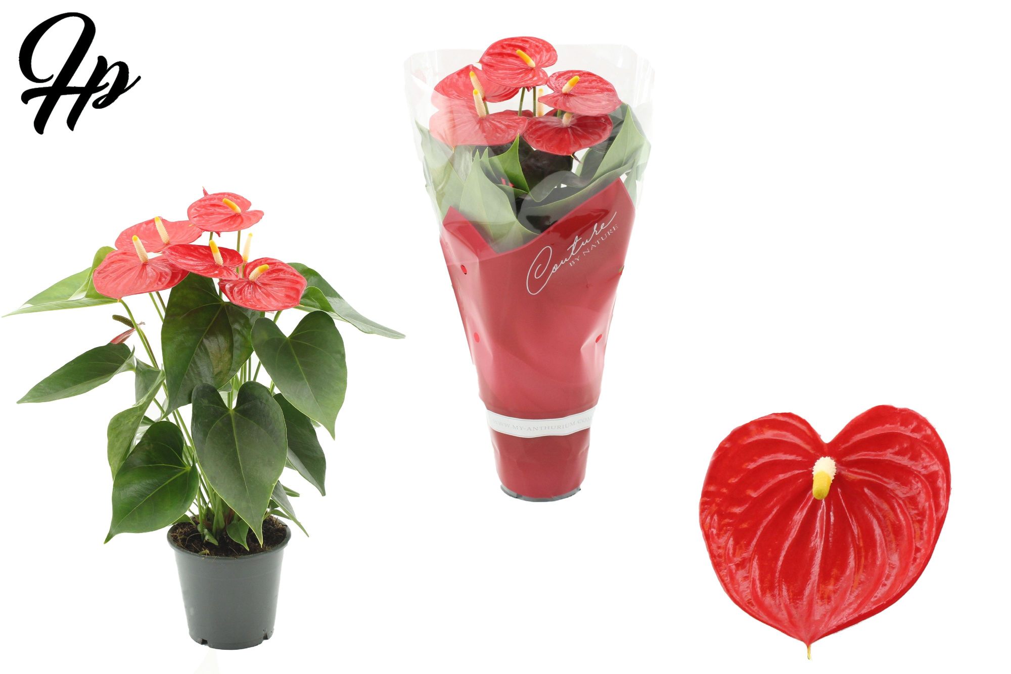 Anthurium 12 cm Esudo in Couture sleeve, D 12 cm