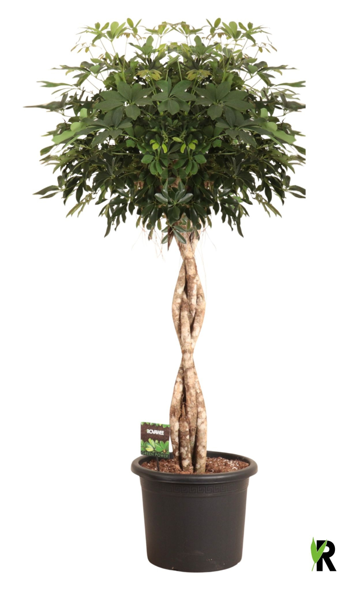 Schefflera arb. Compacta melted braid, D 45 cm