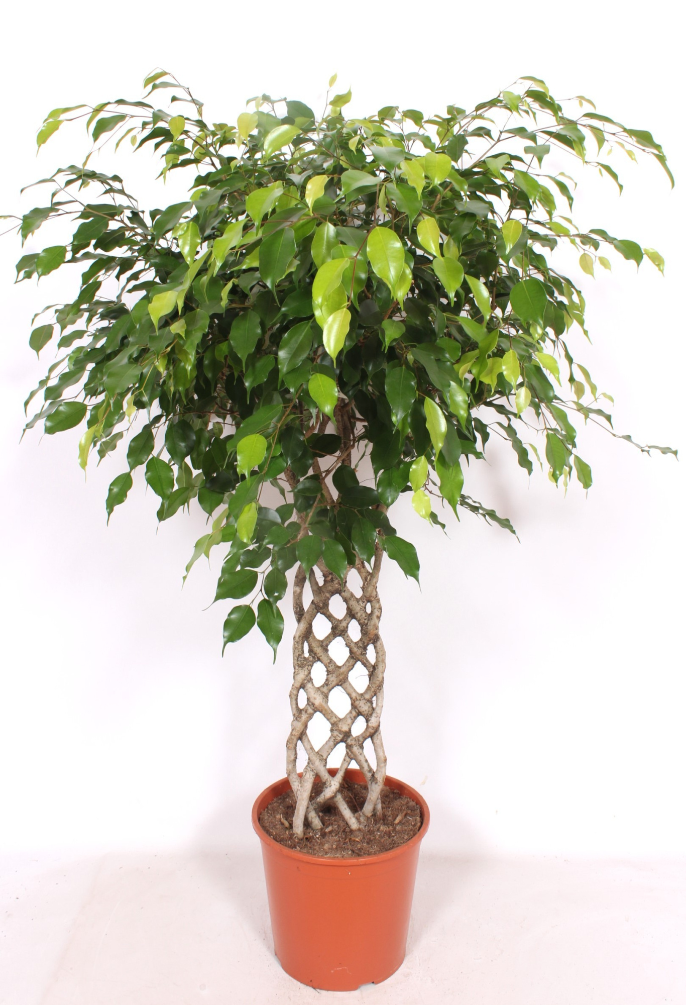 Ficus Exotica, D 30 cm